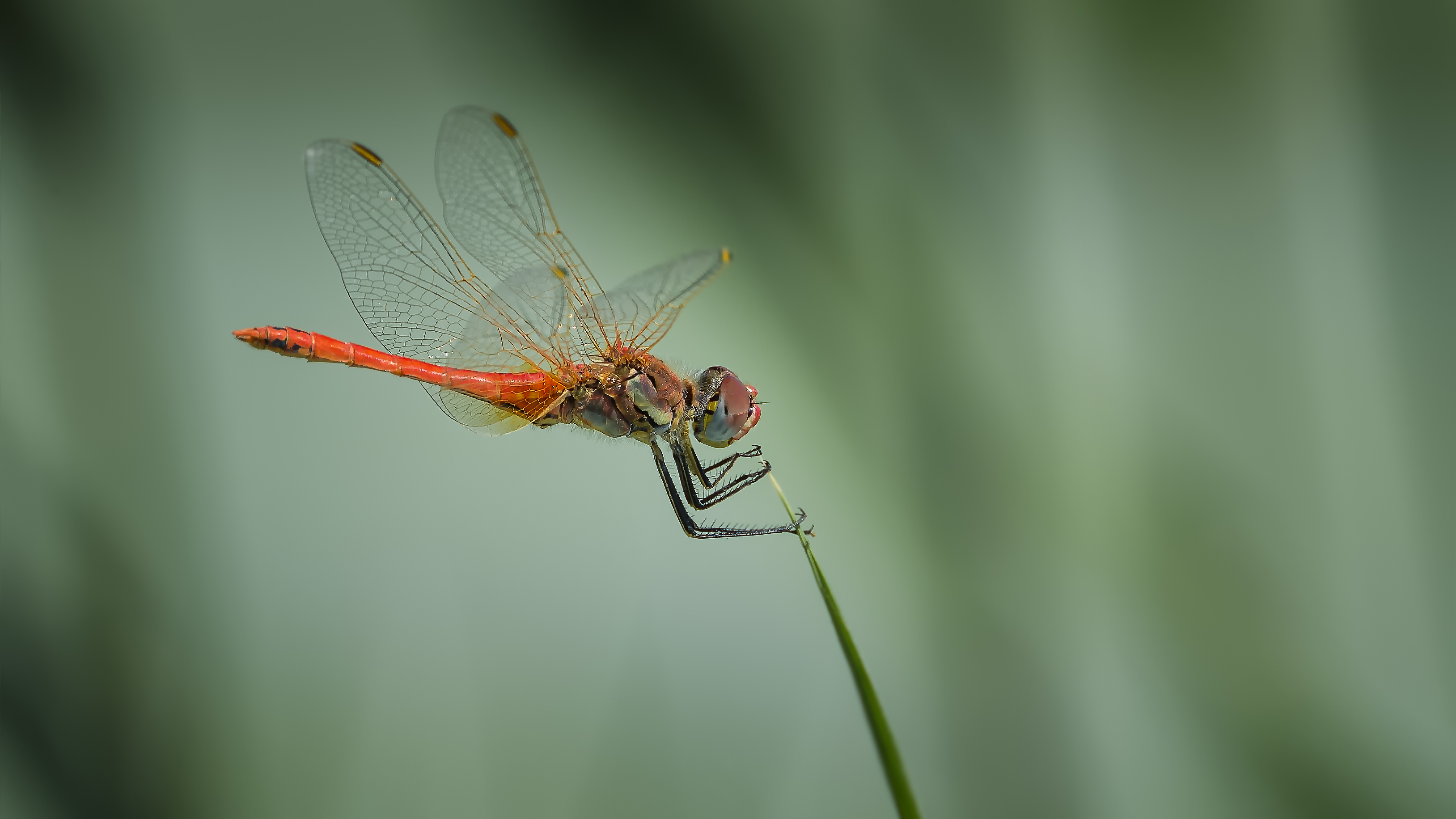 Dragonfly3