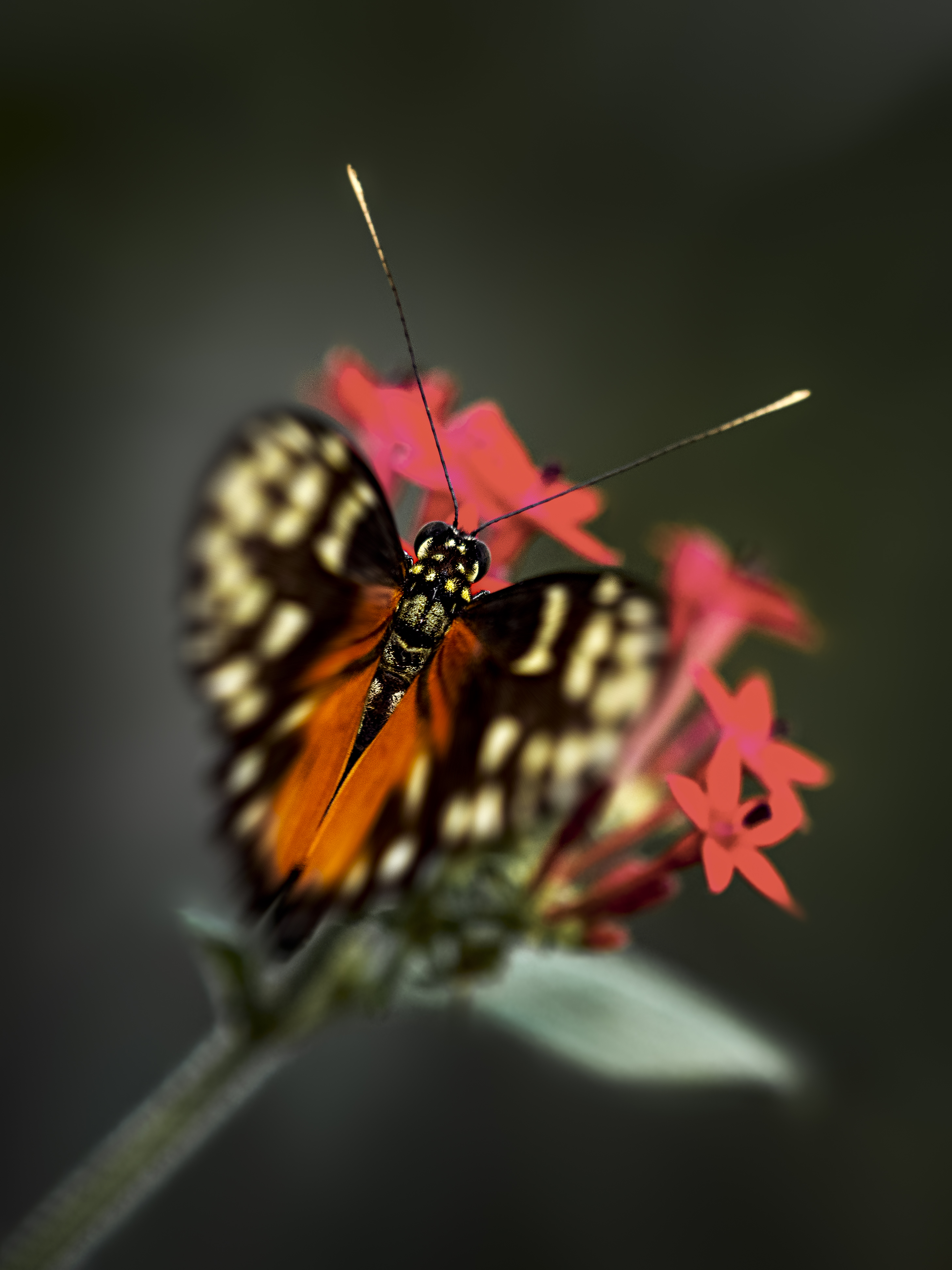 Butterfly34