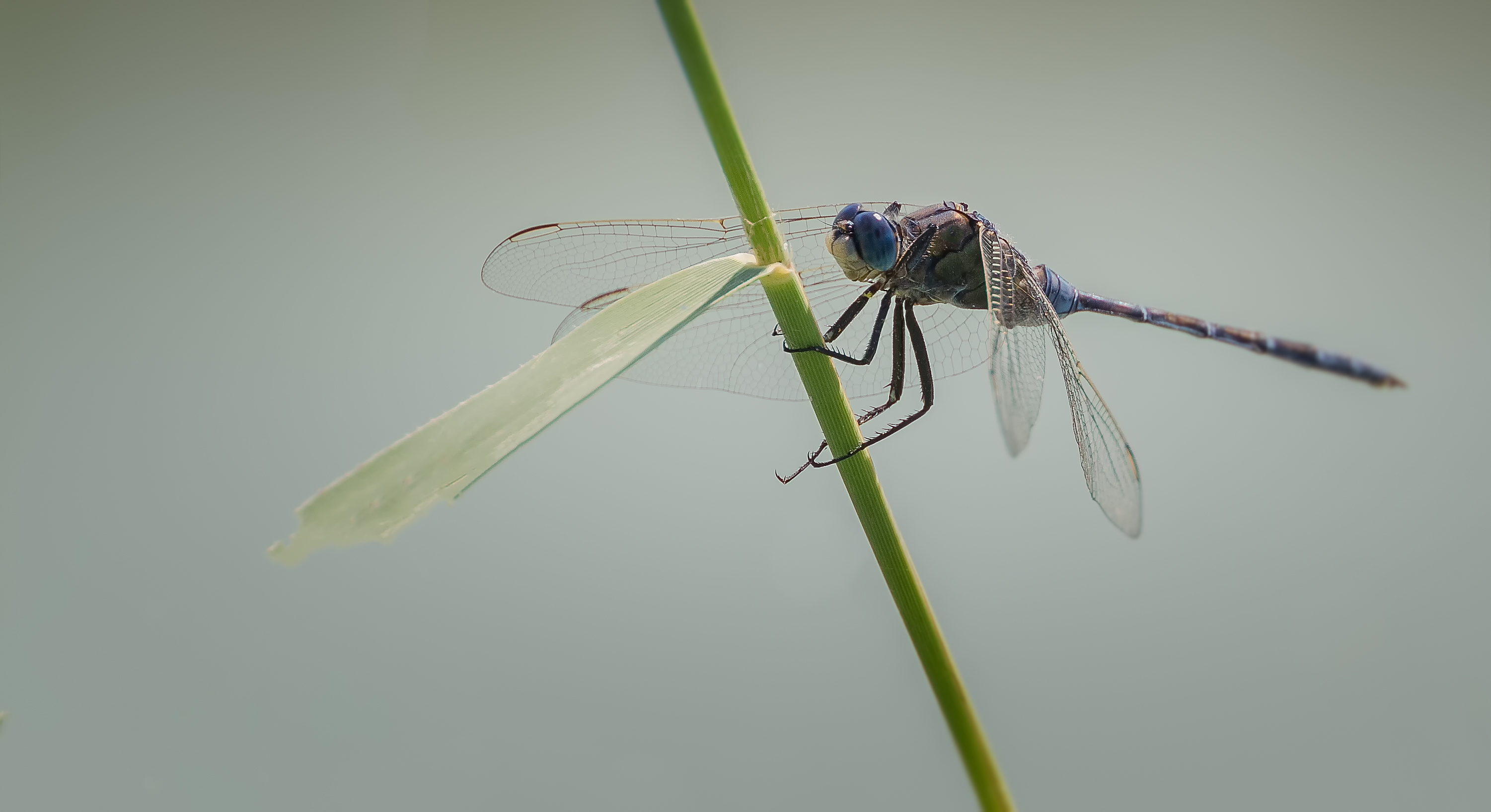 Dragonfly1