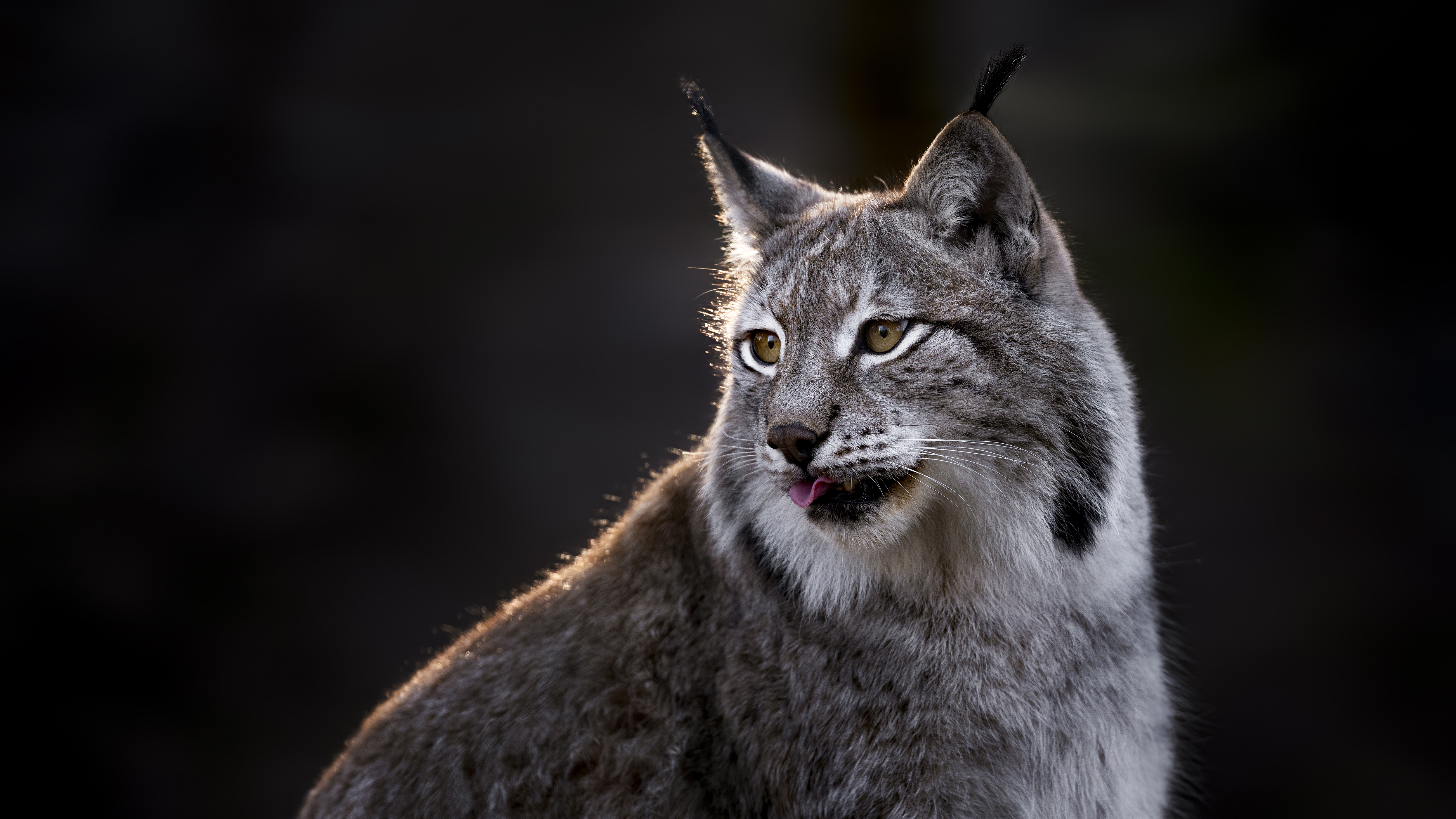 Lynx