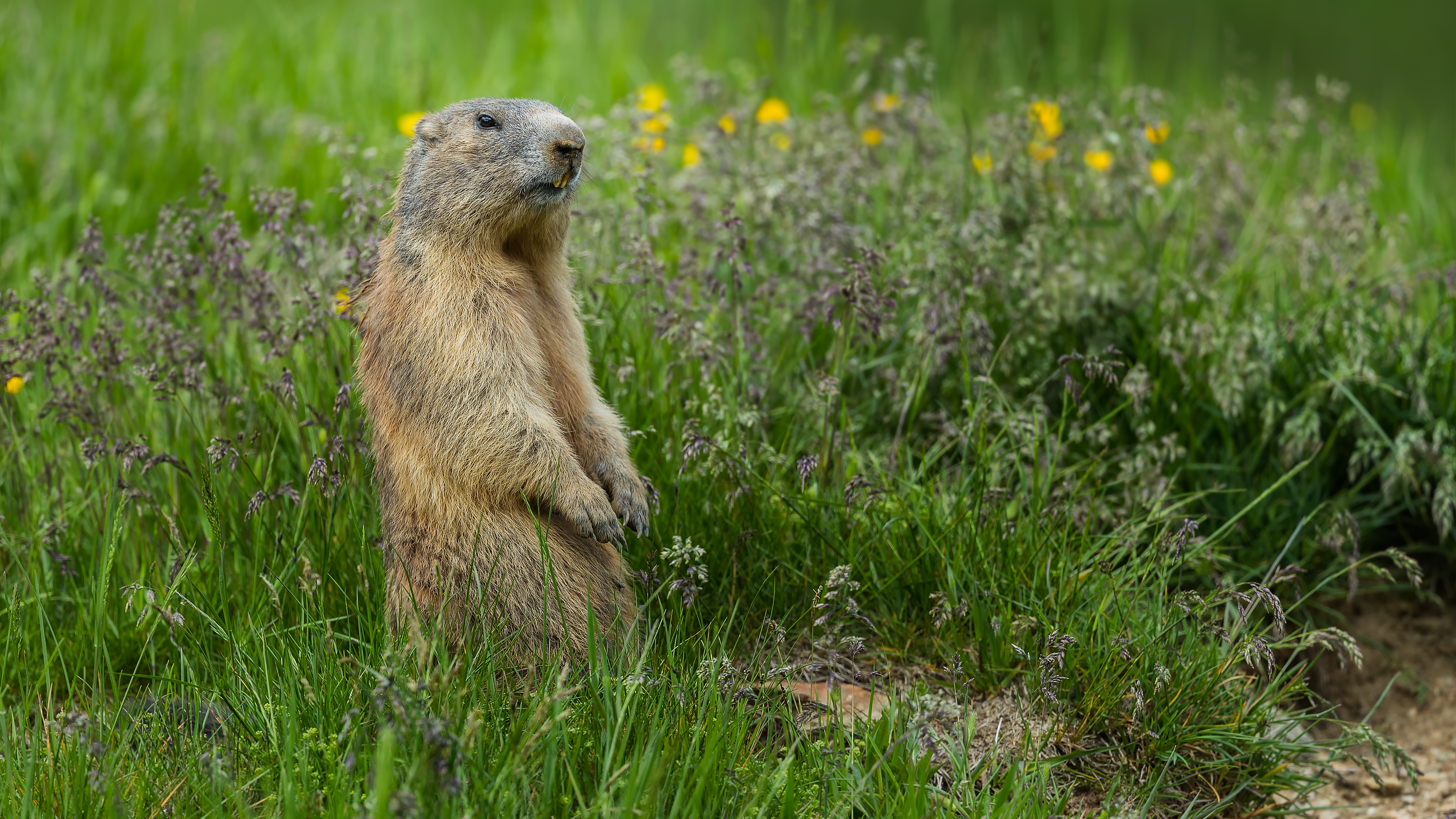 Marmot2
