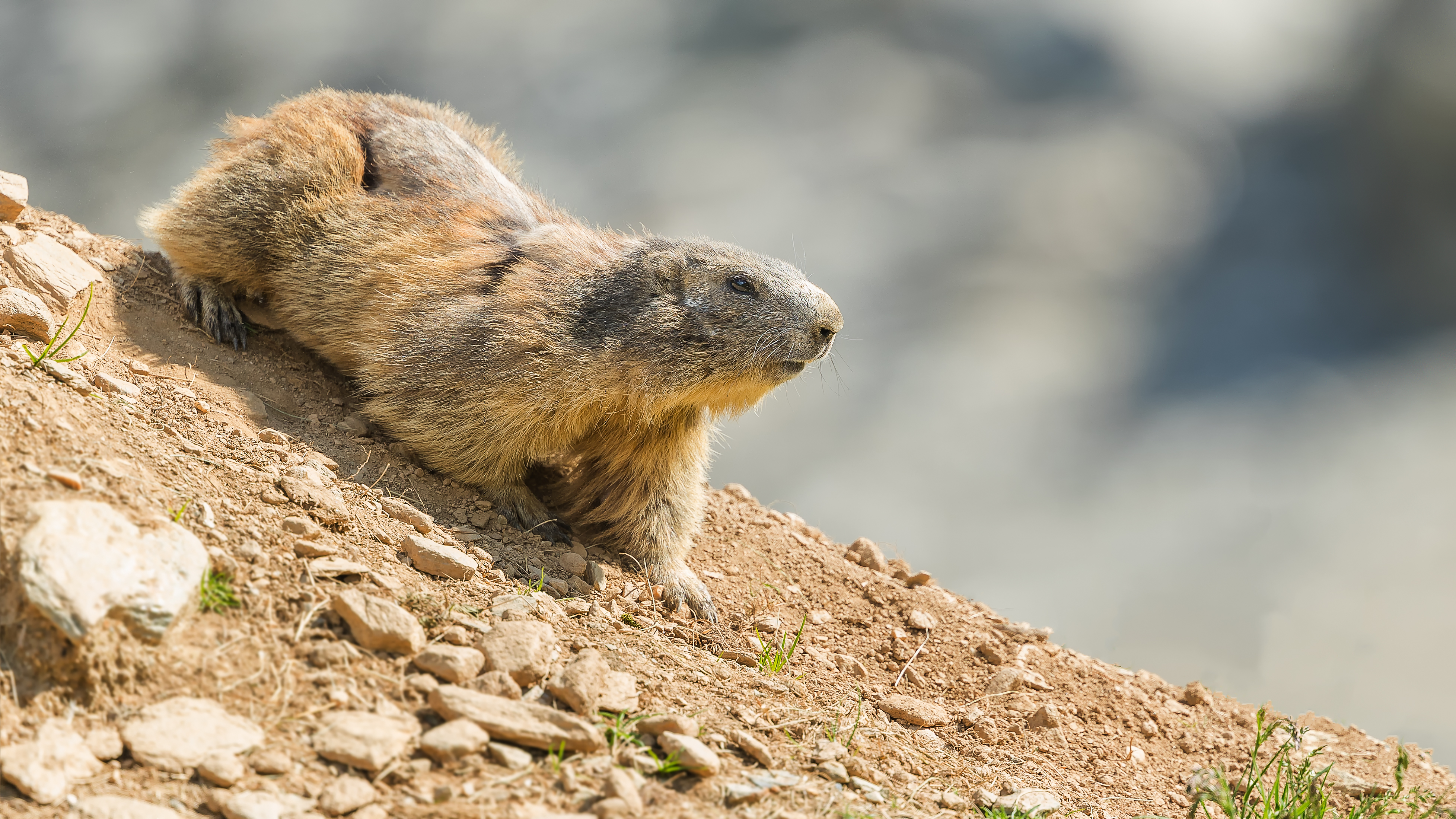 Marmot4