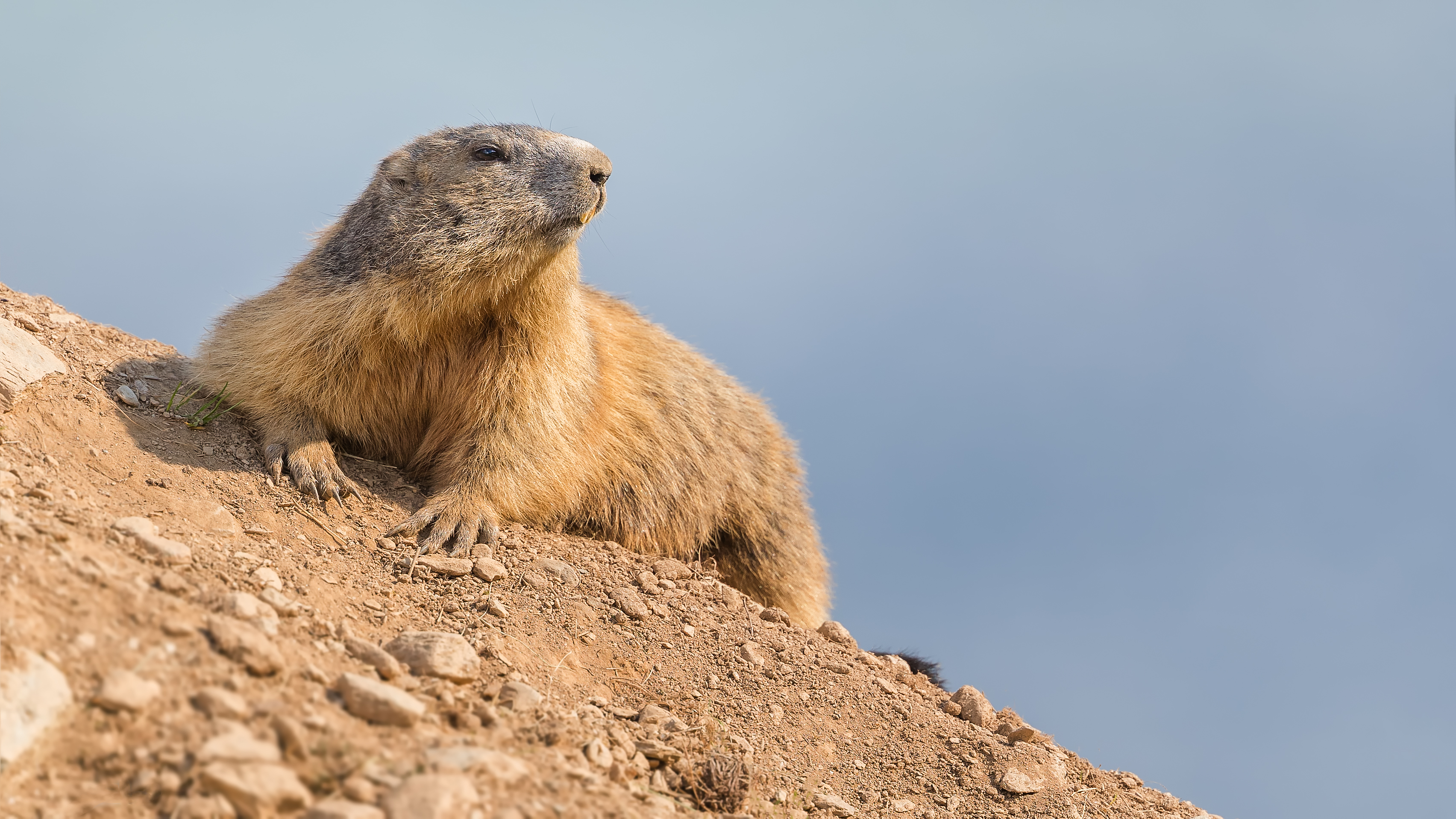 Marmot8