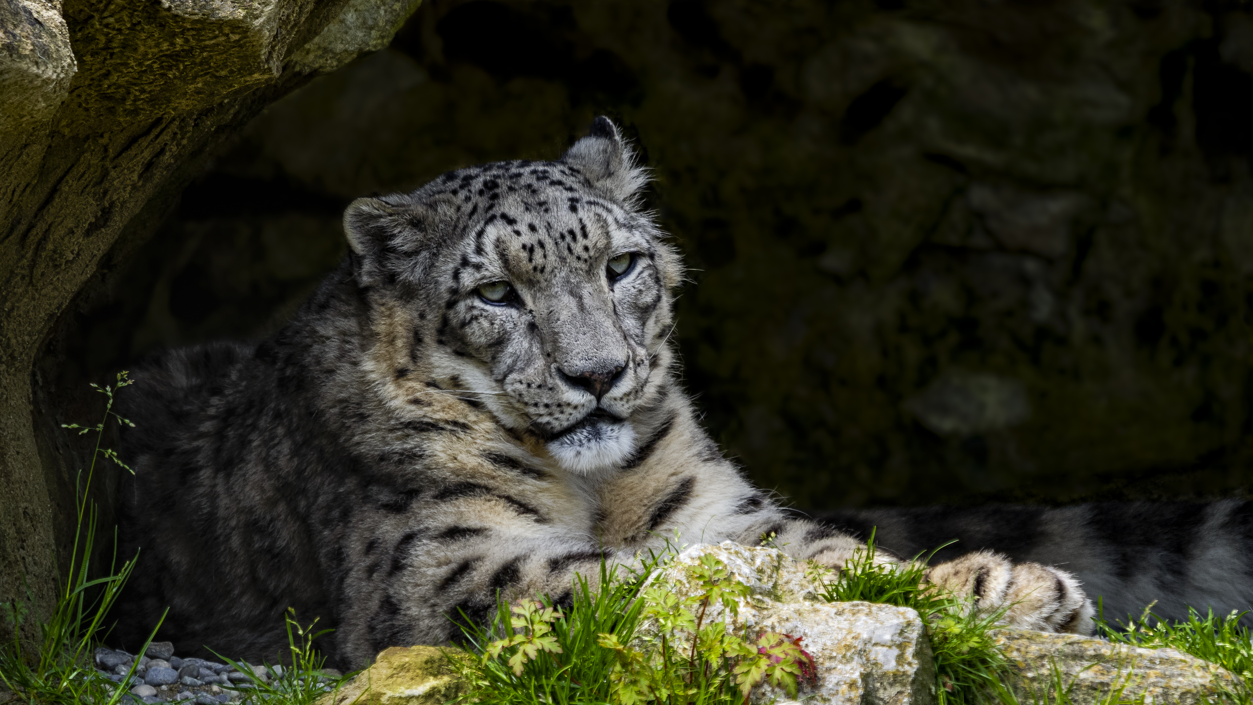 Snow Leopard
