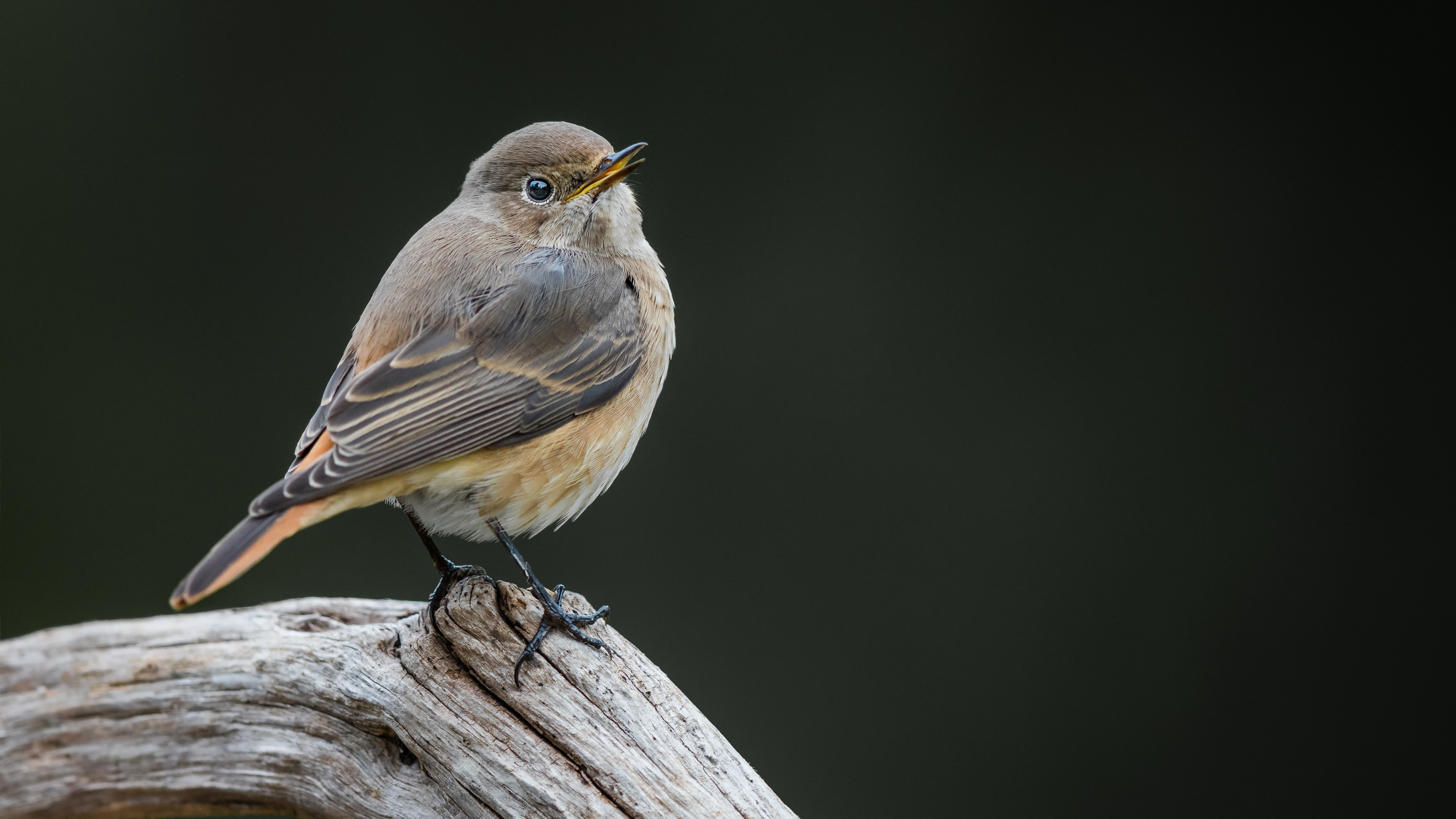 Blackredstart1