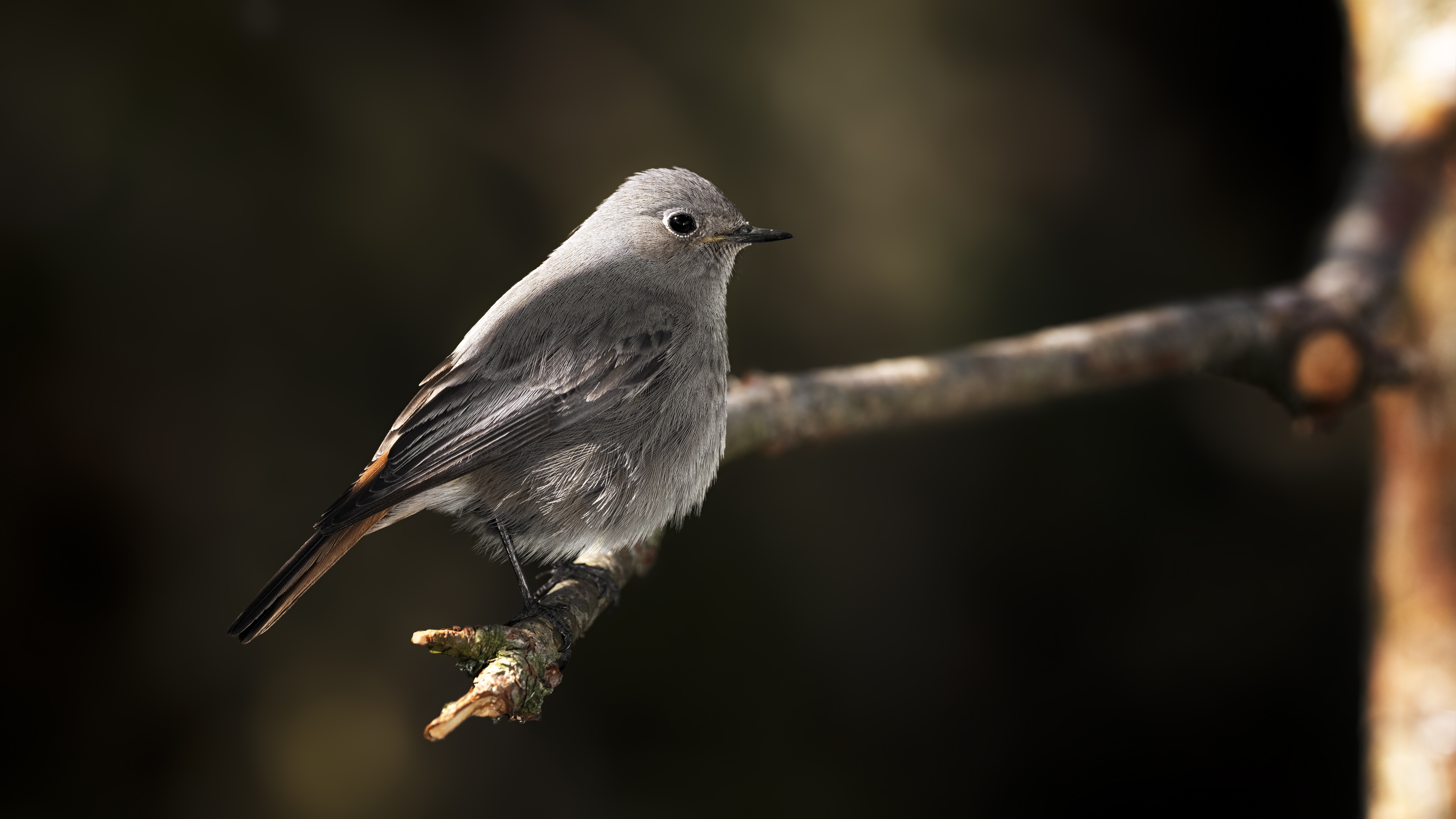 Blackredstart13