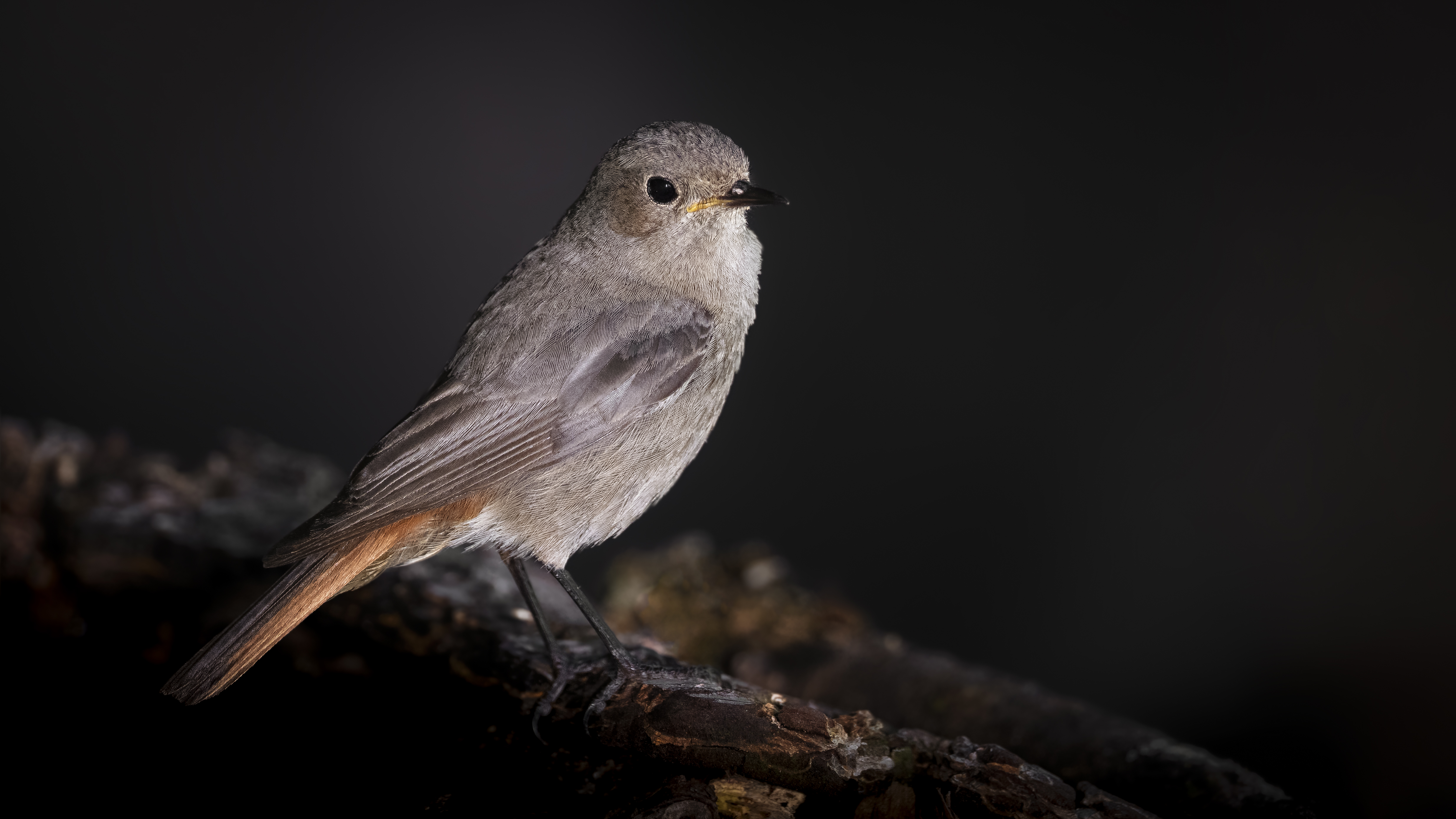 Blackredstart14