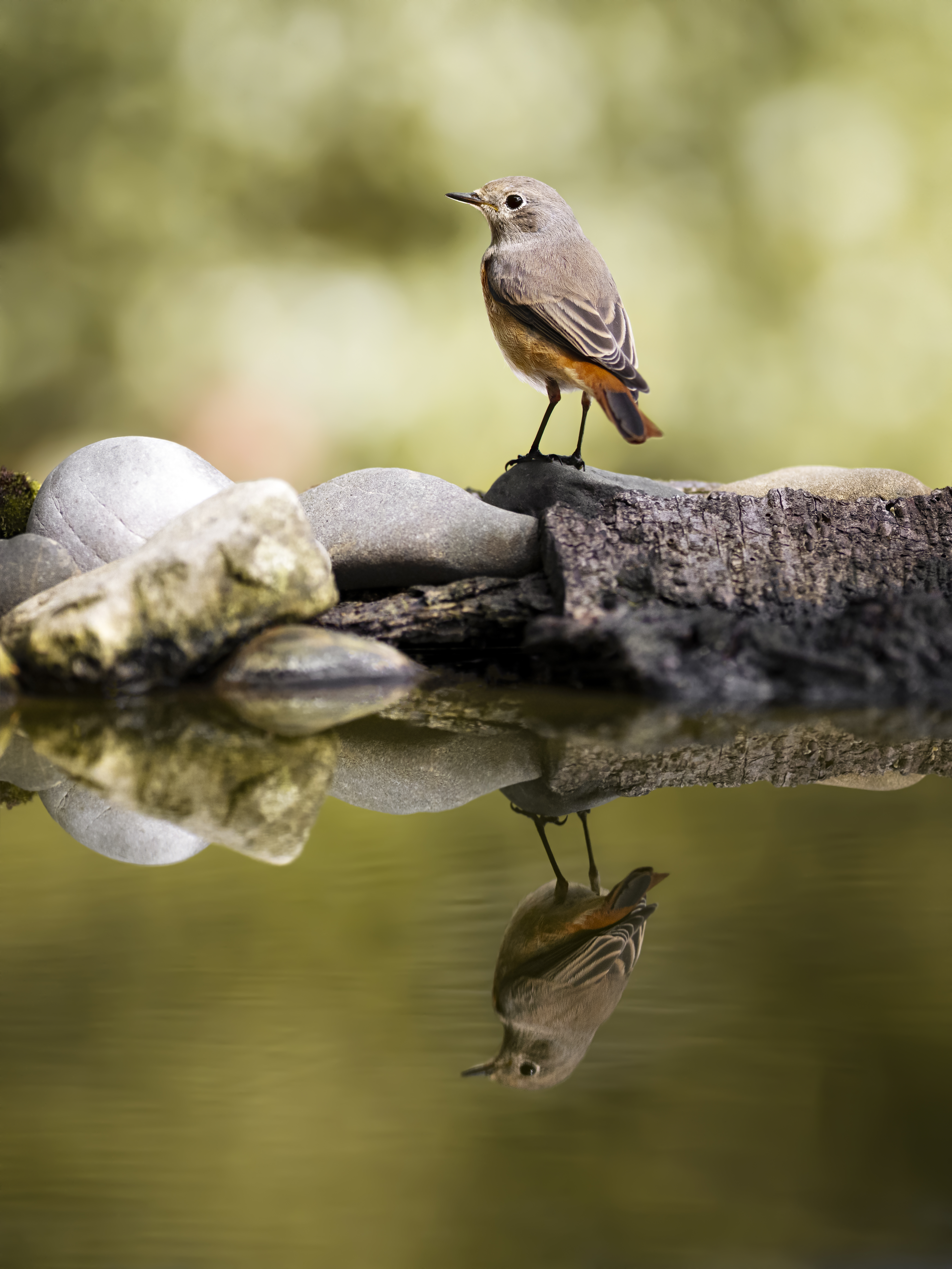 Blackredstart17