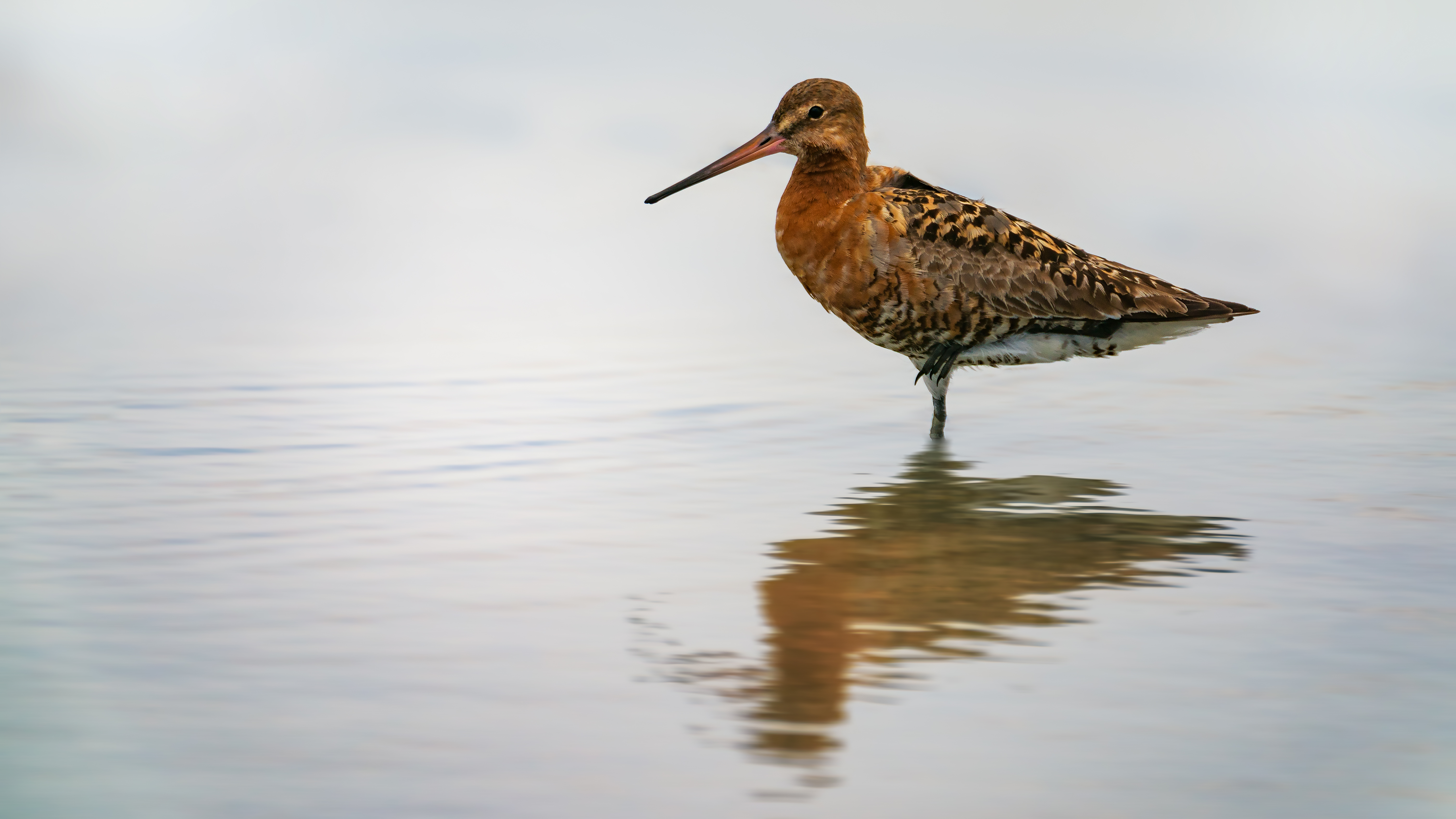 Black-Tailed Godwit