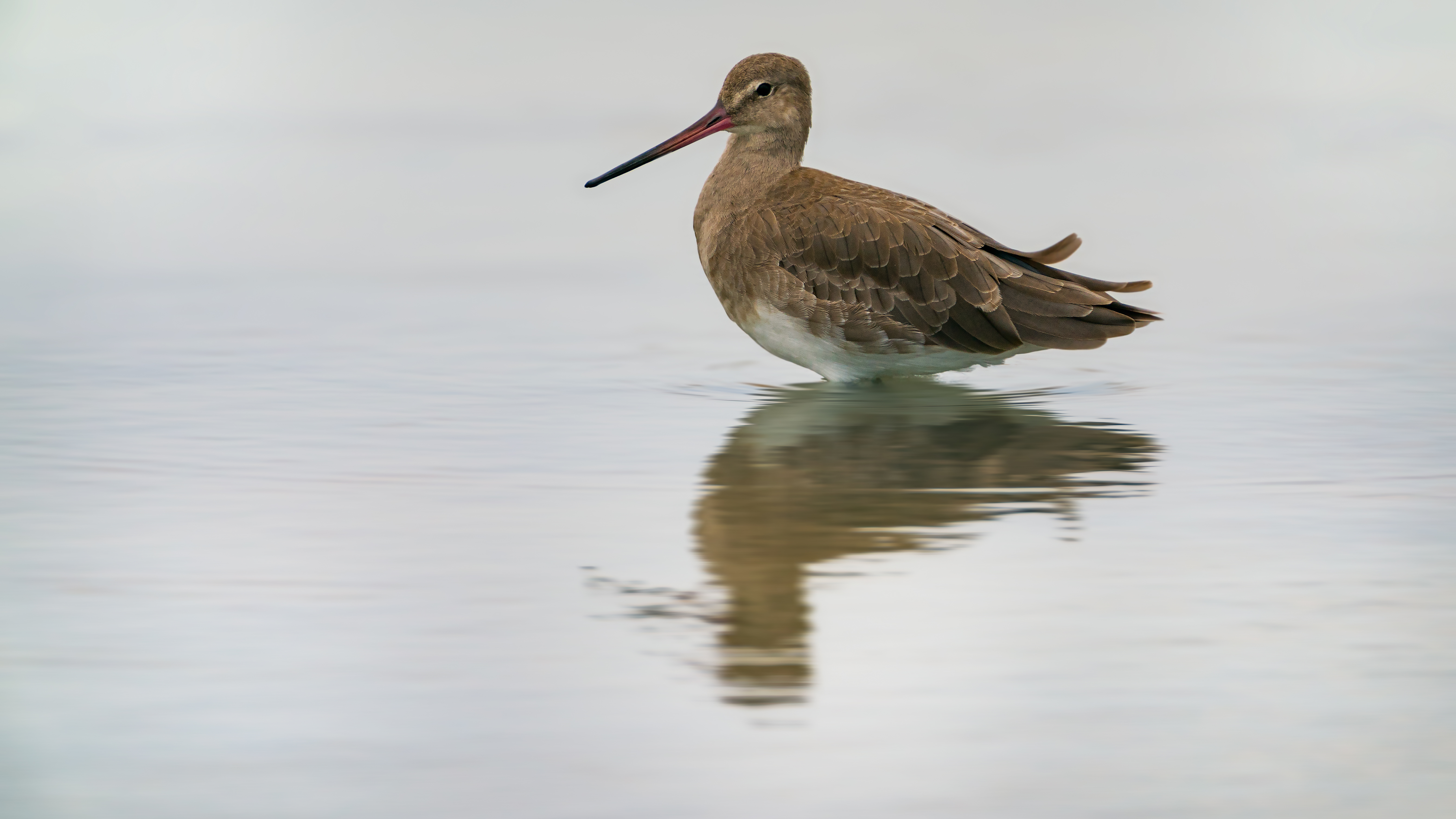 Godwit6
