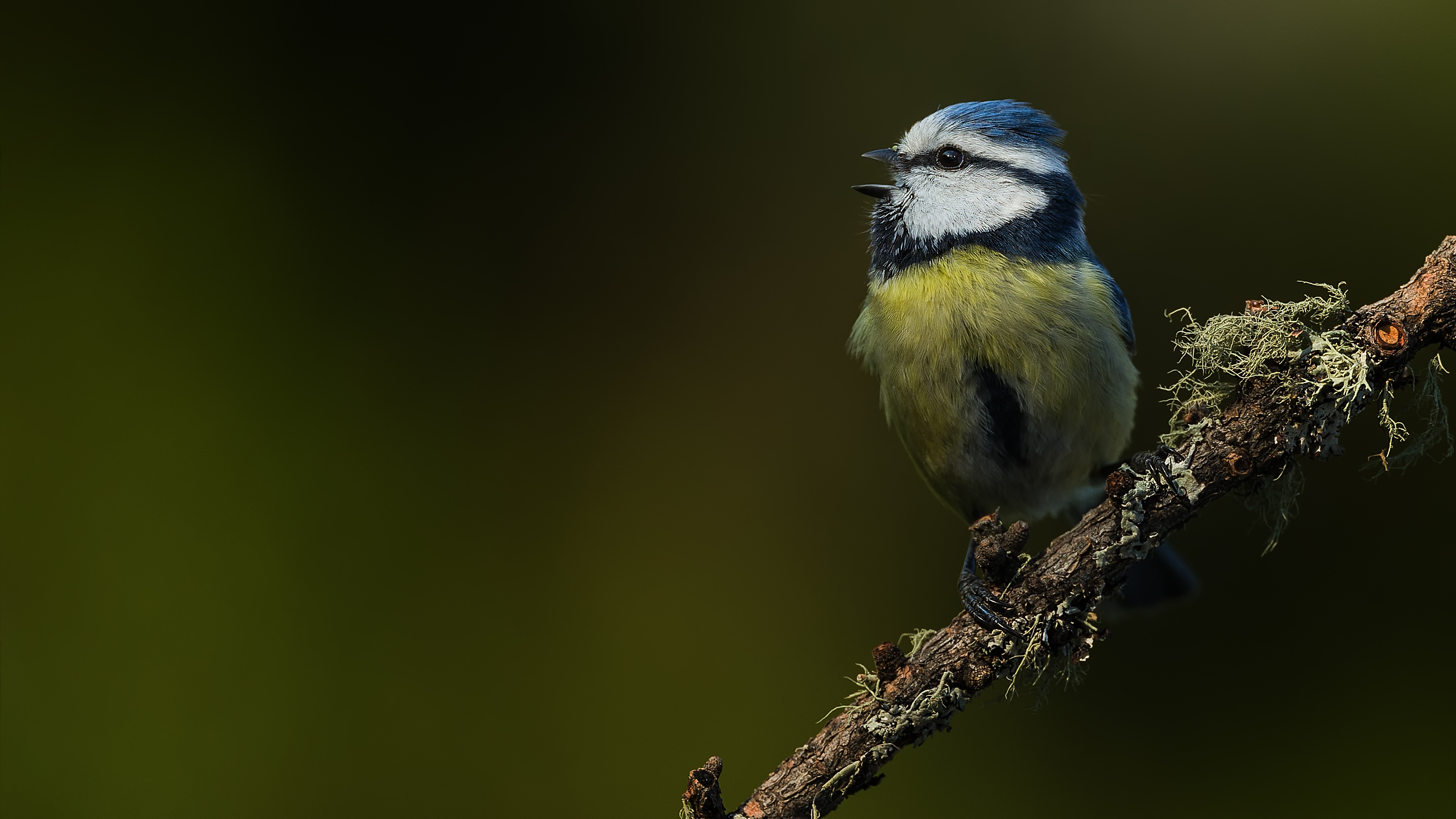 Bluetit11