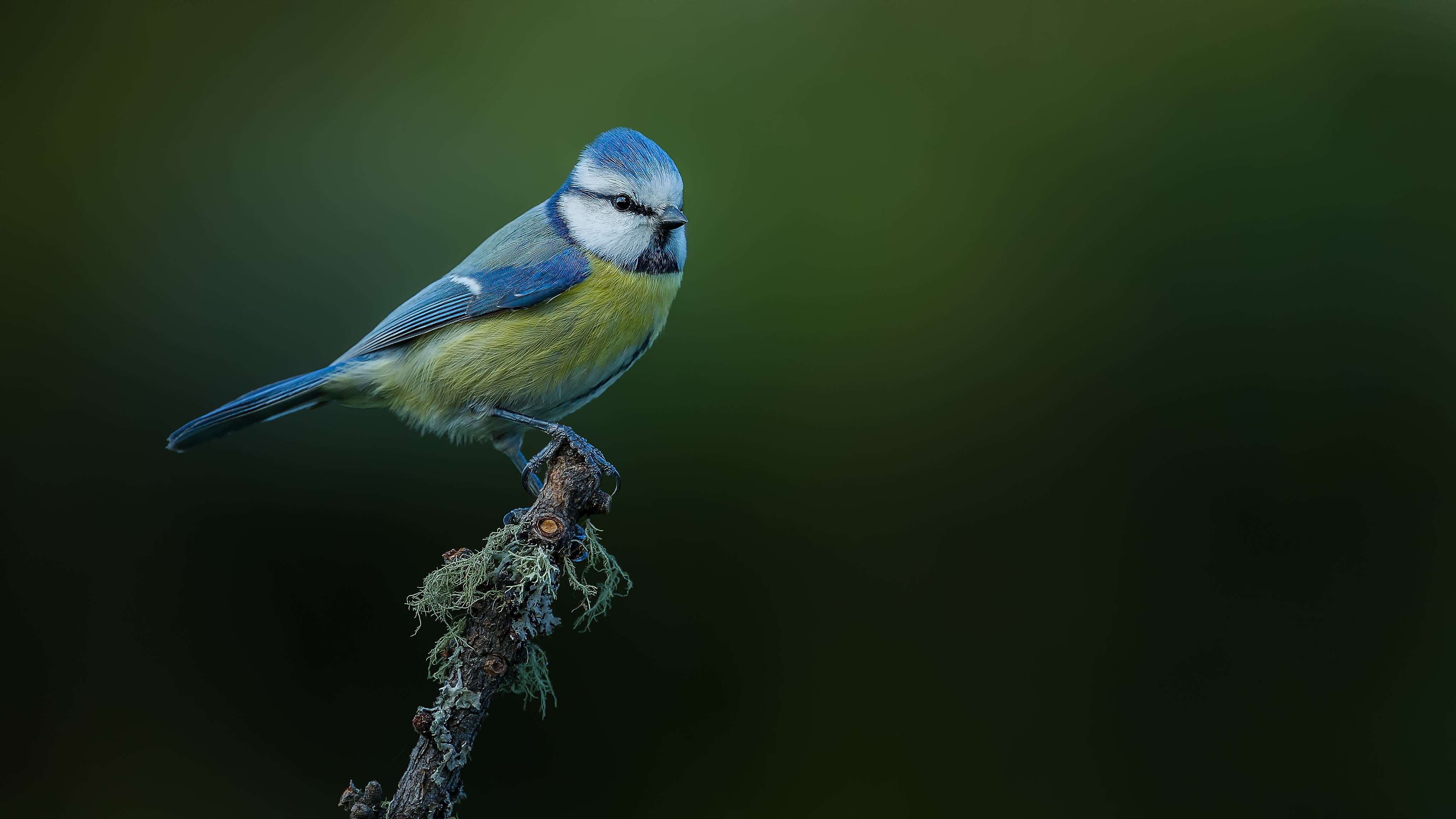 Bluetit12