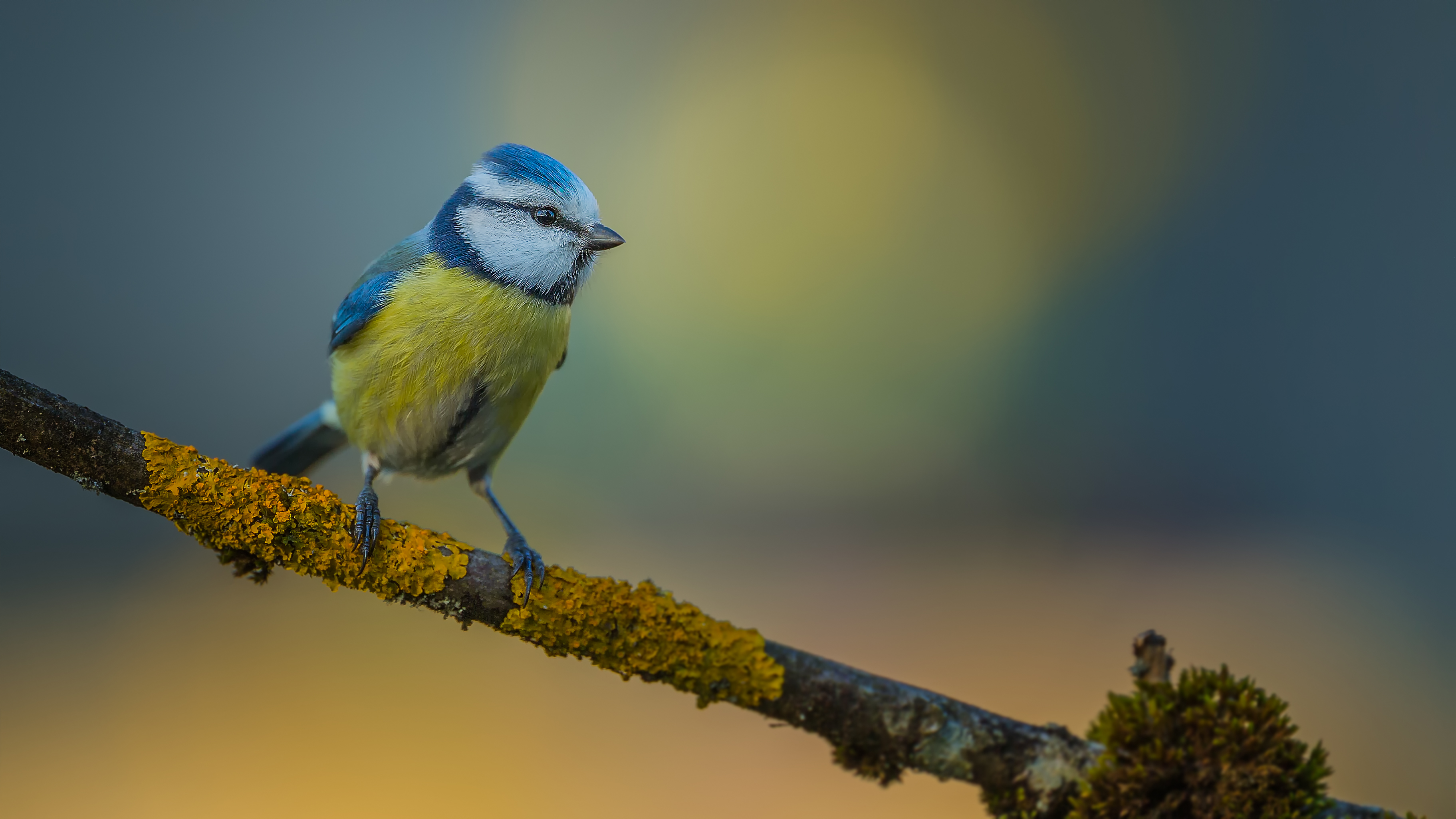 Bluetit13