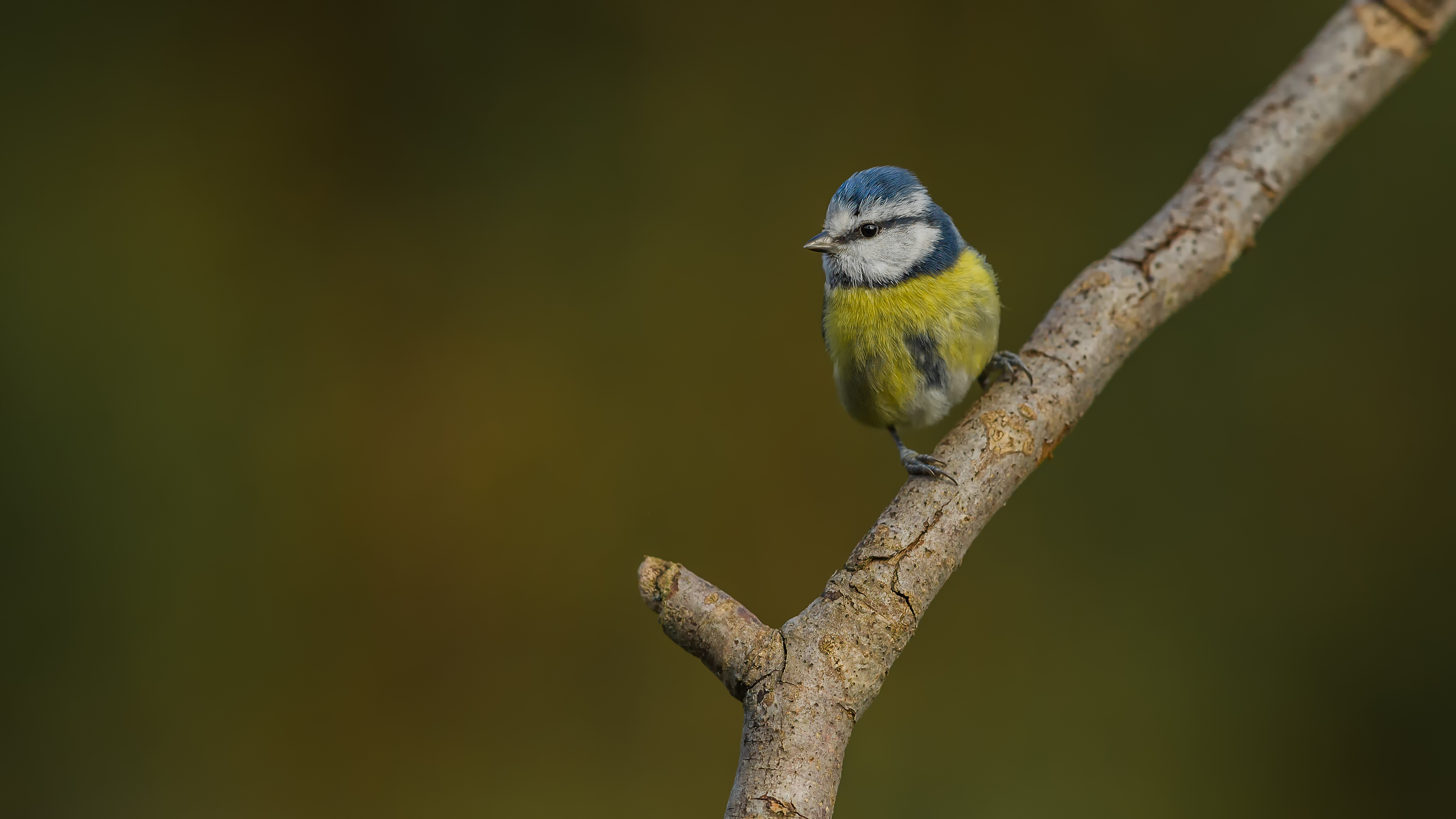 Bluetit14