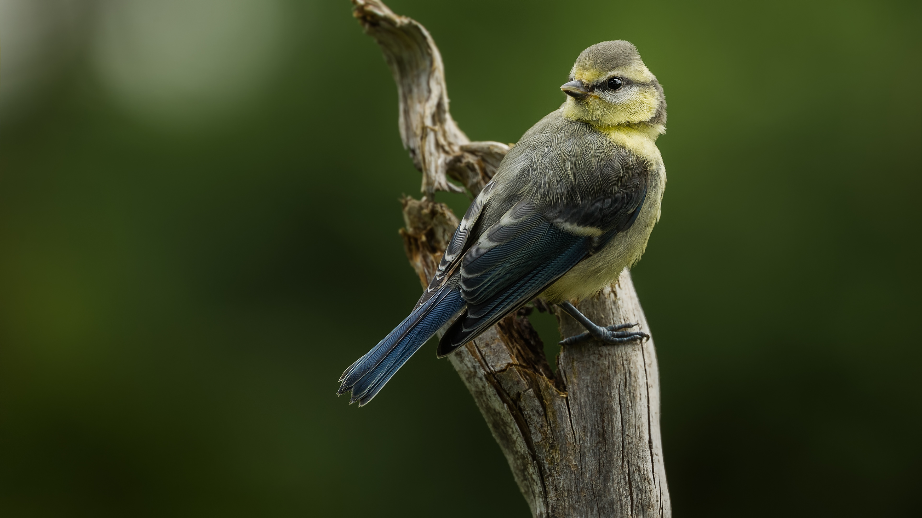 Bluetit15
