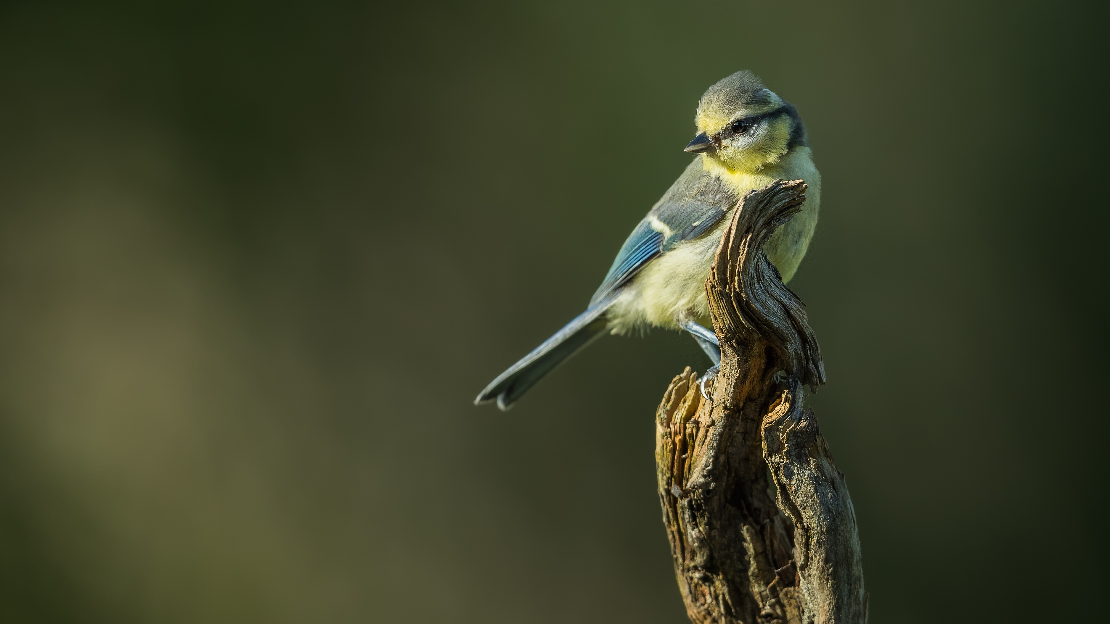 Bluetit18
