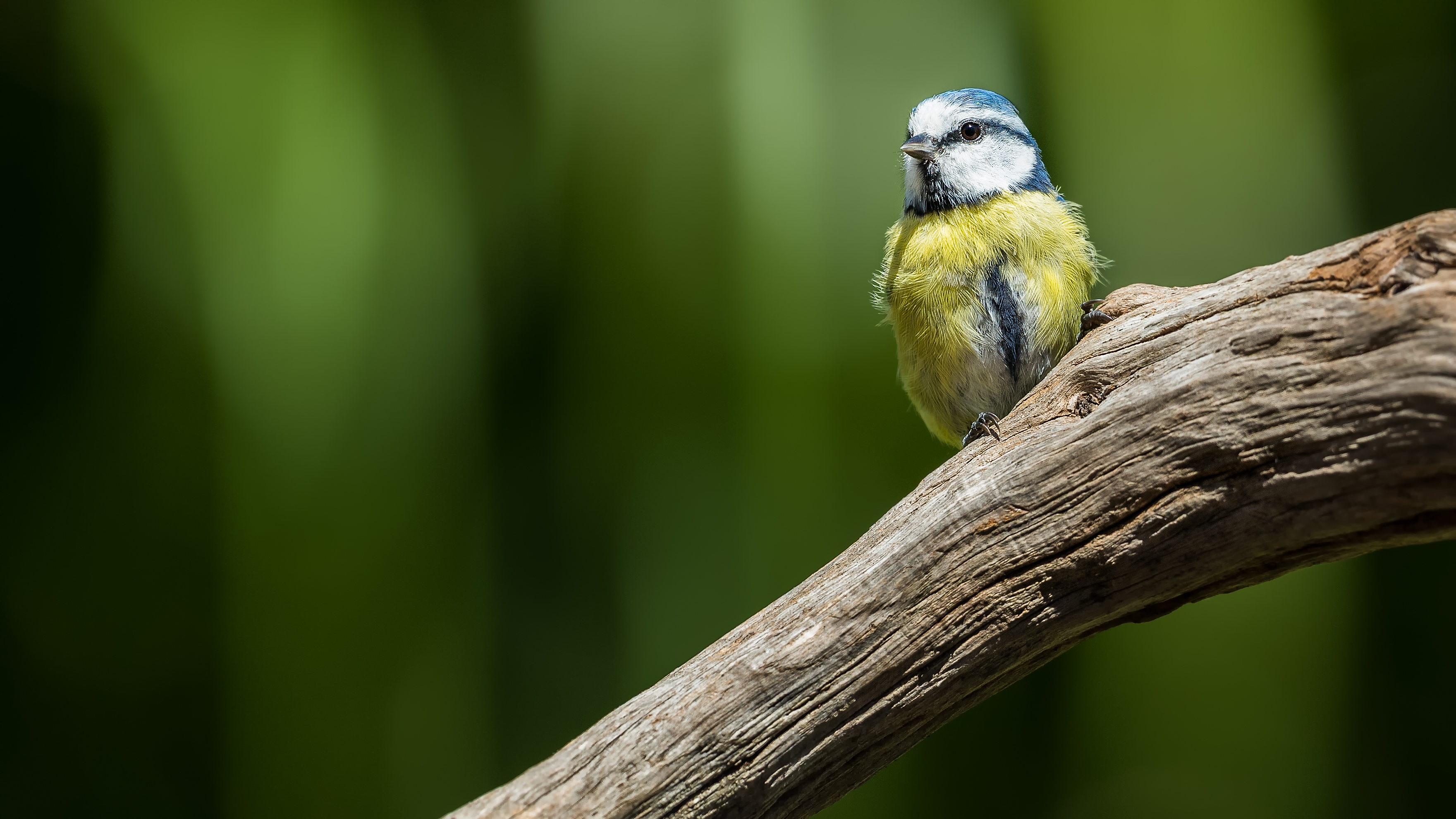 Bluetit19