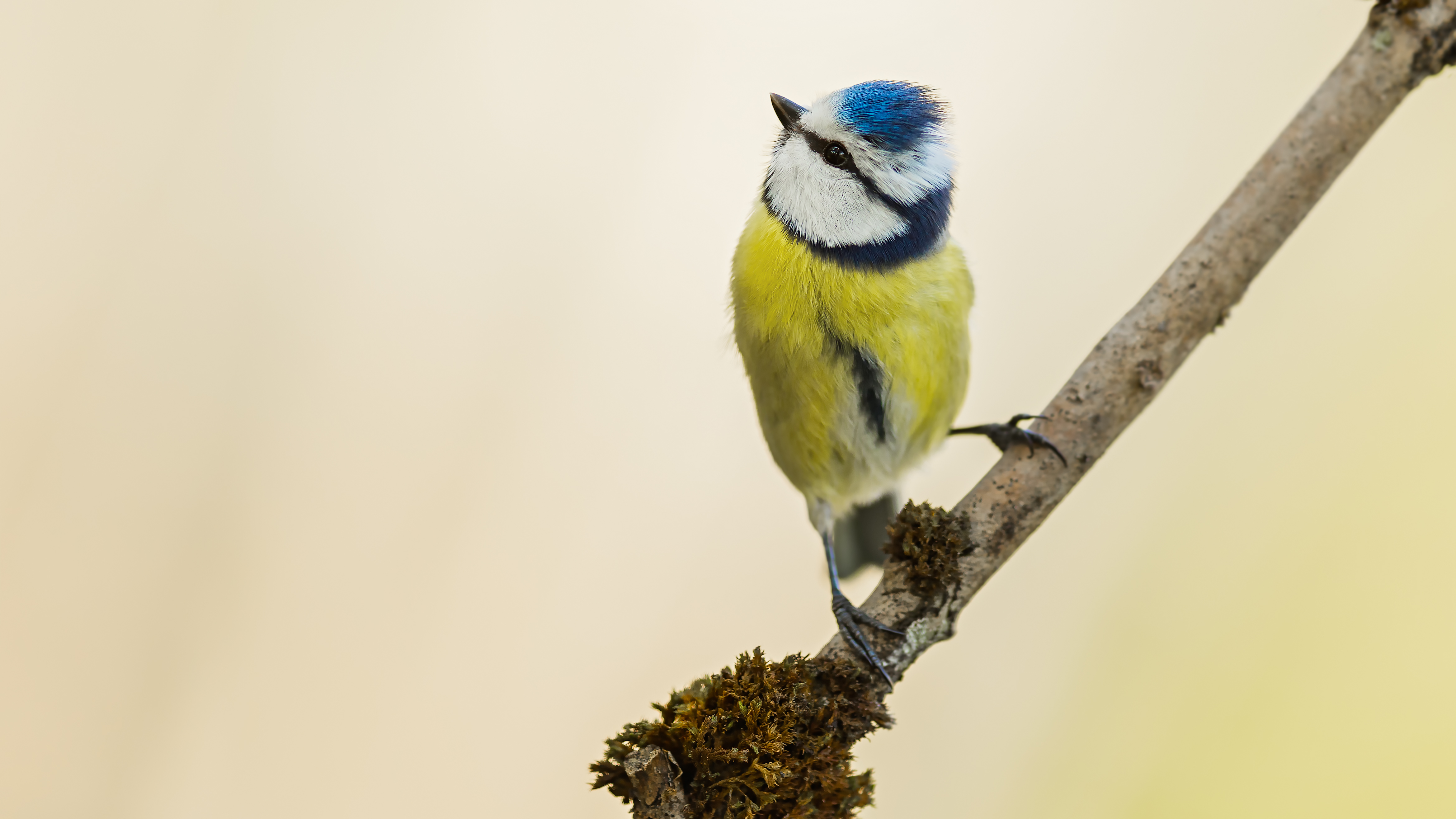 Bluetit26