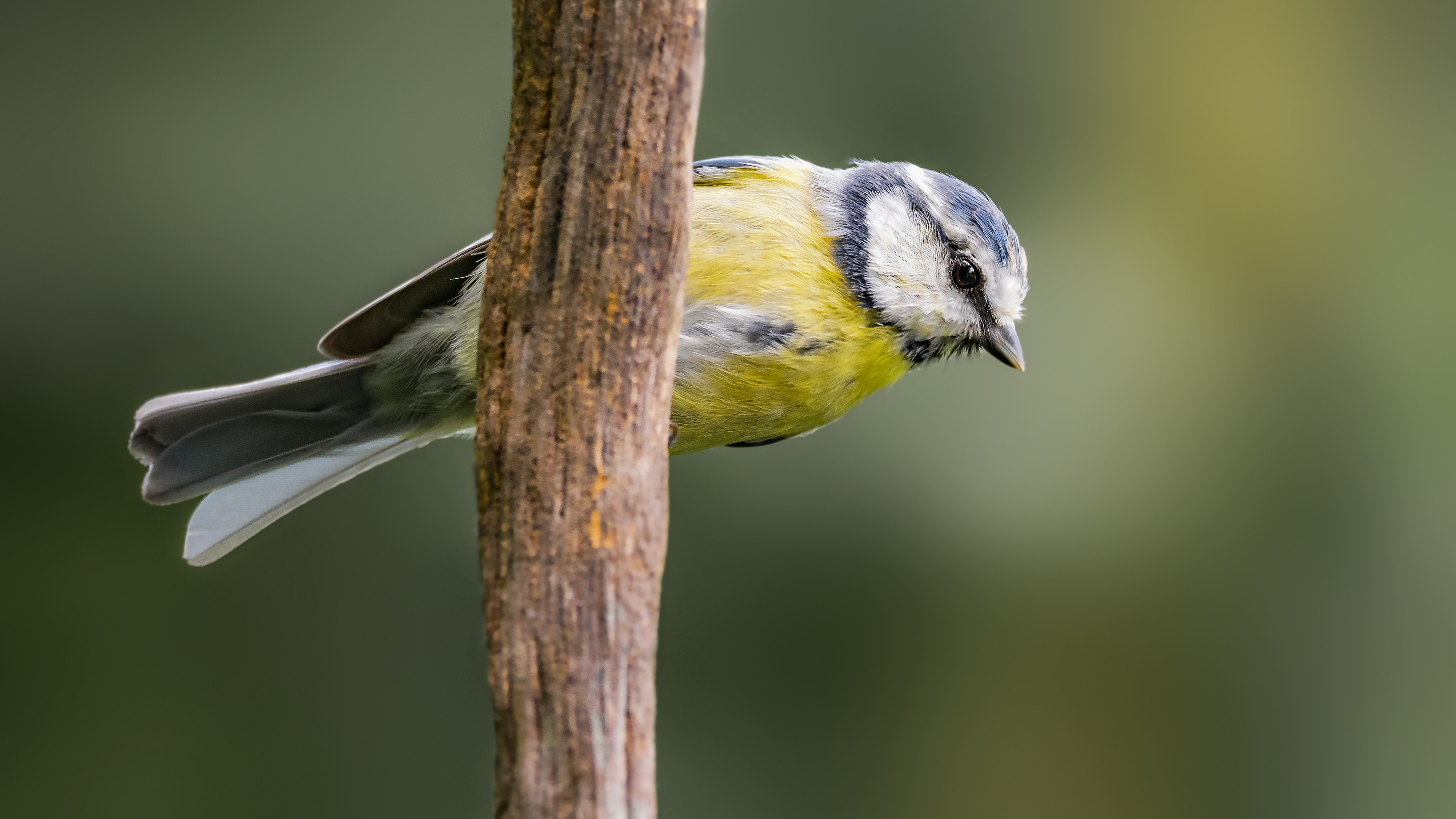 Bluetit31