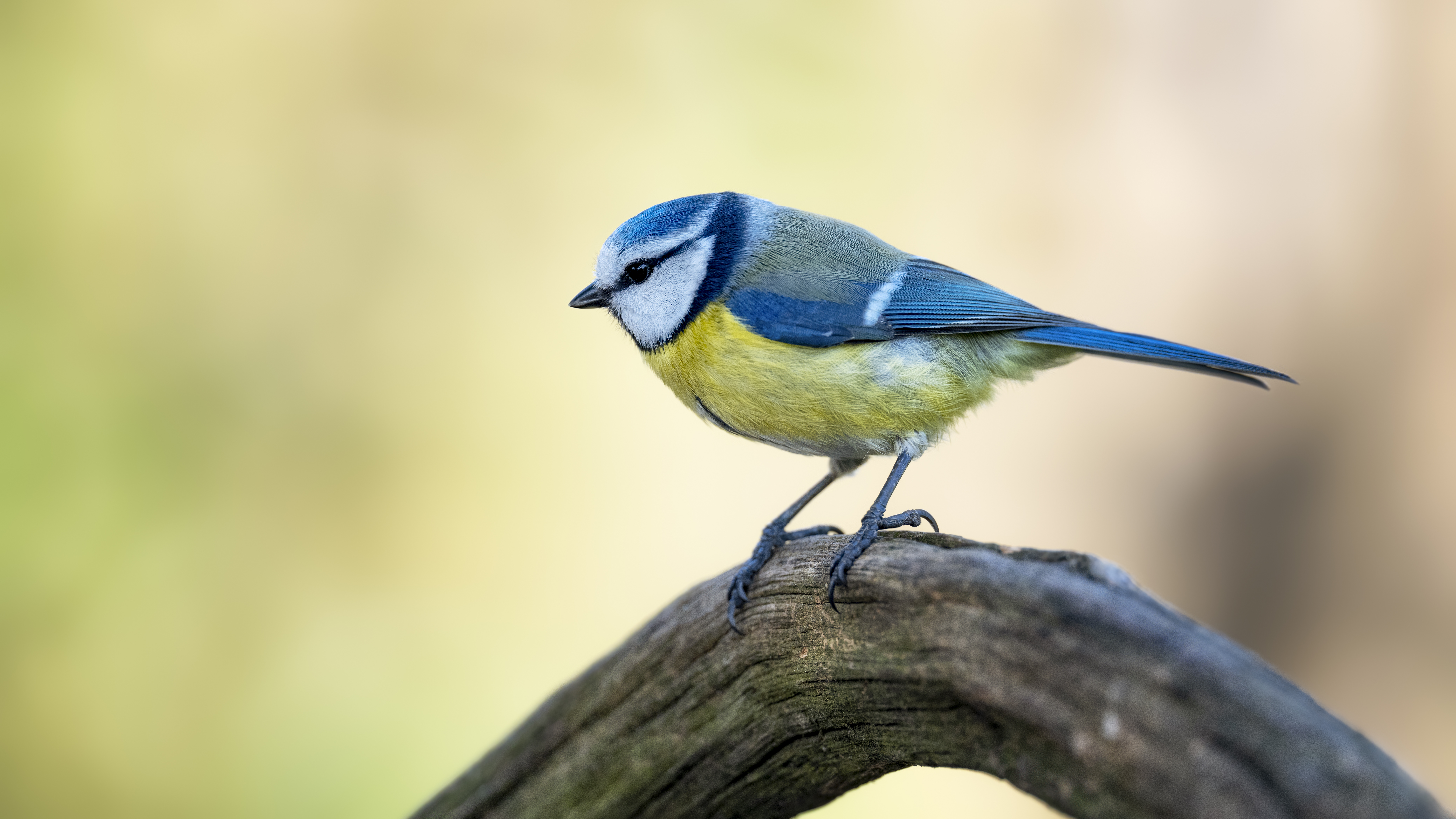 Bluetit33