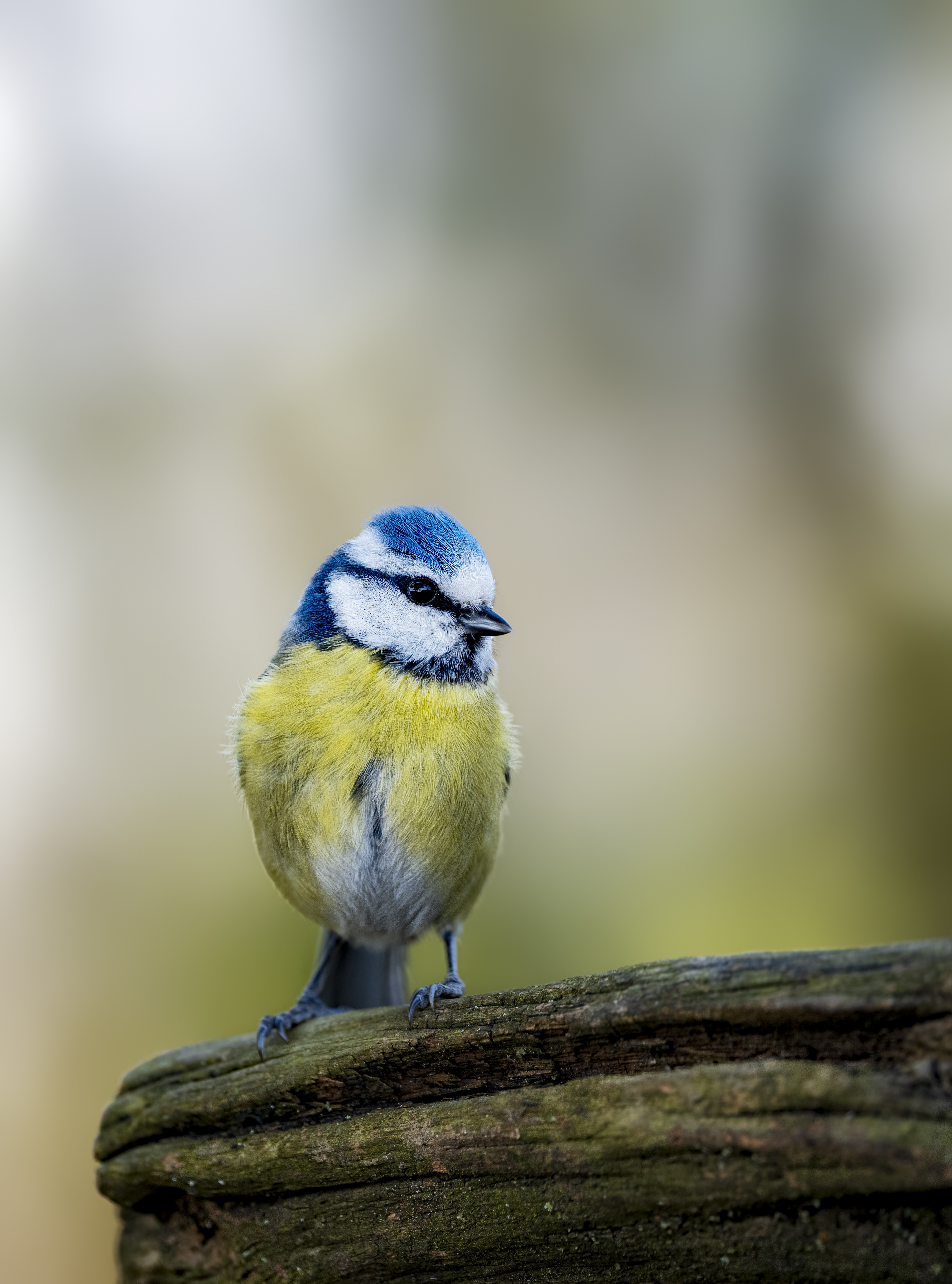 Bluetit34