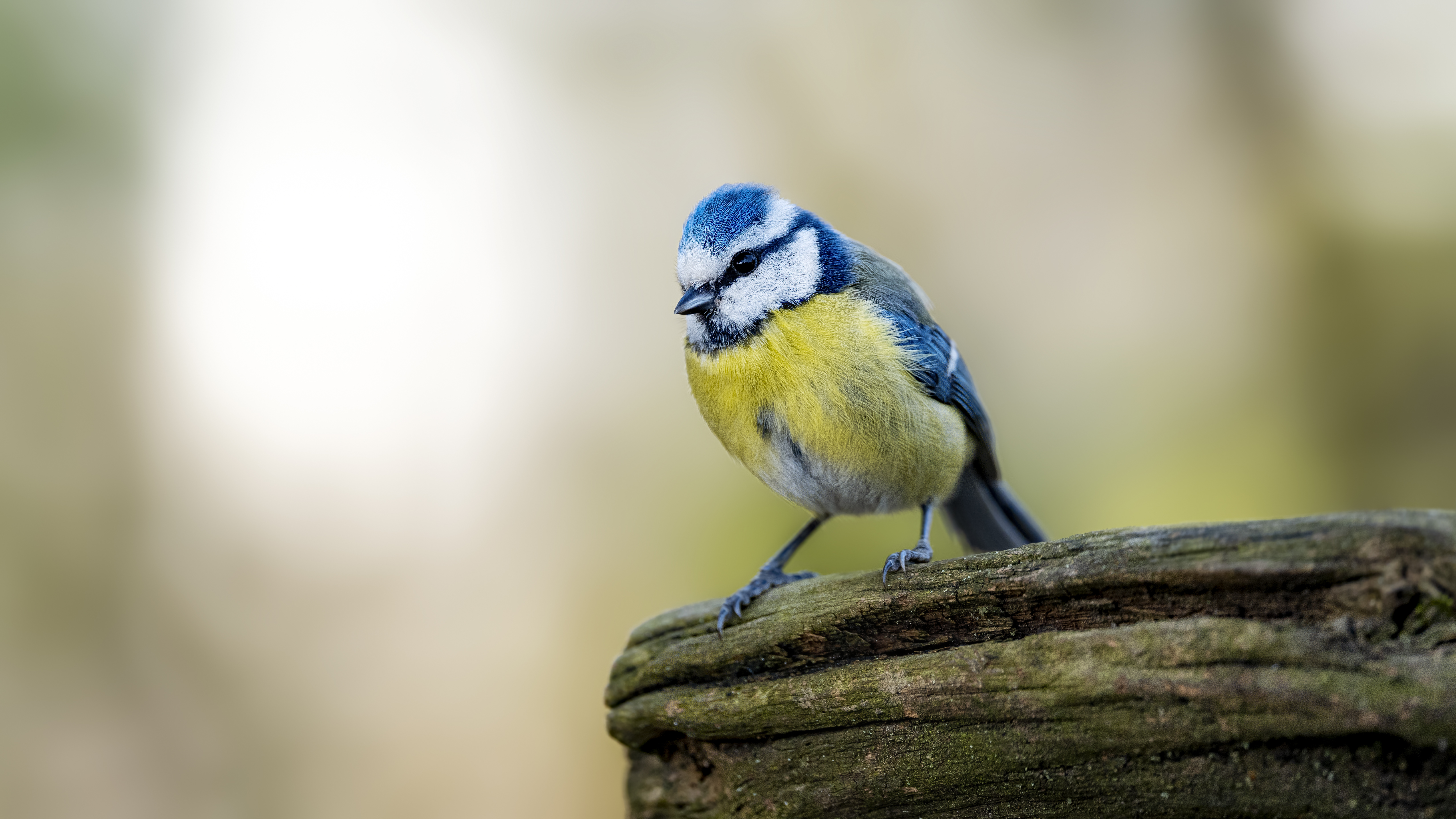 Bluetit35