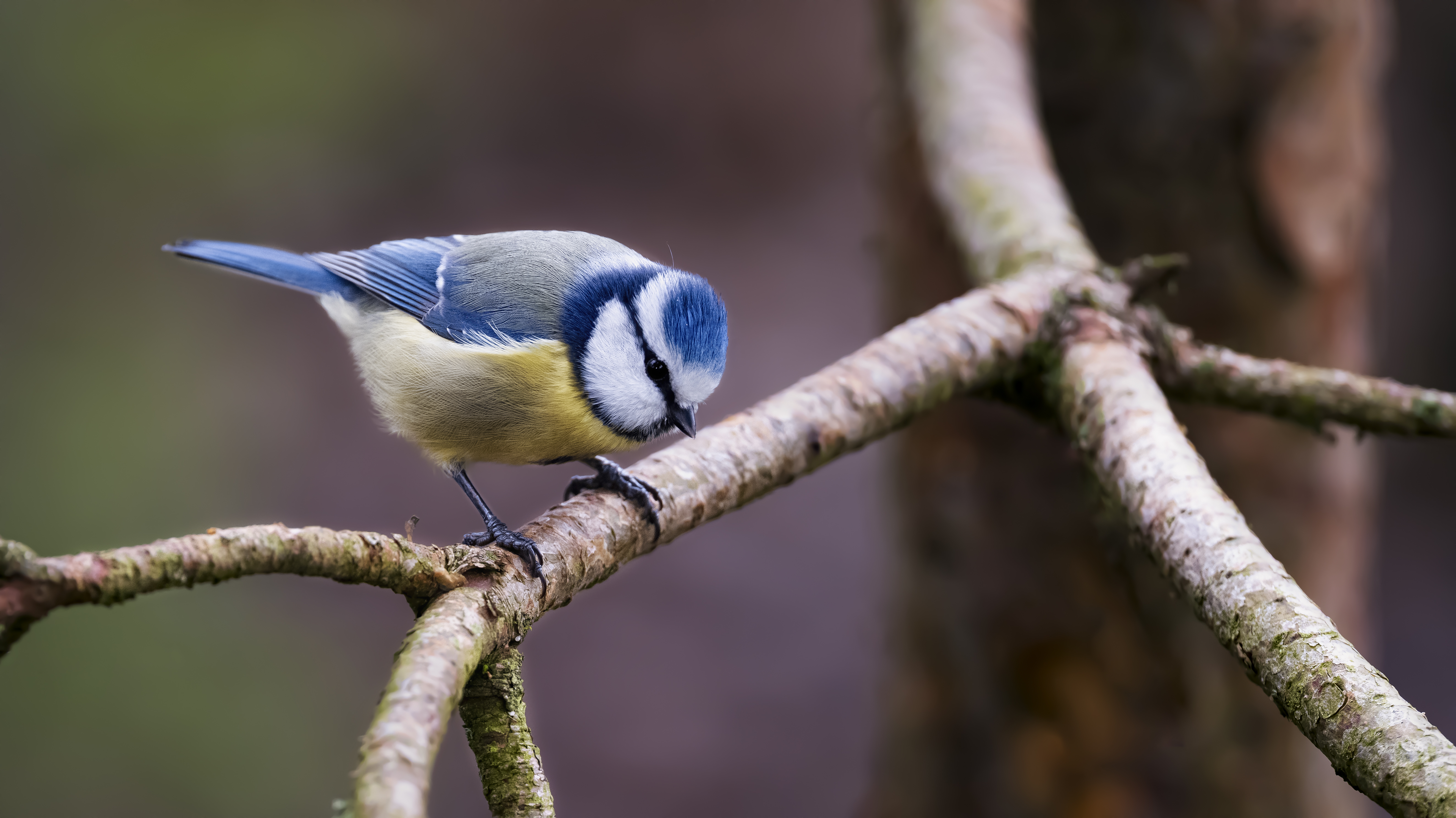 Bluetit38