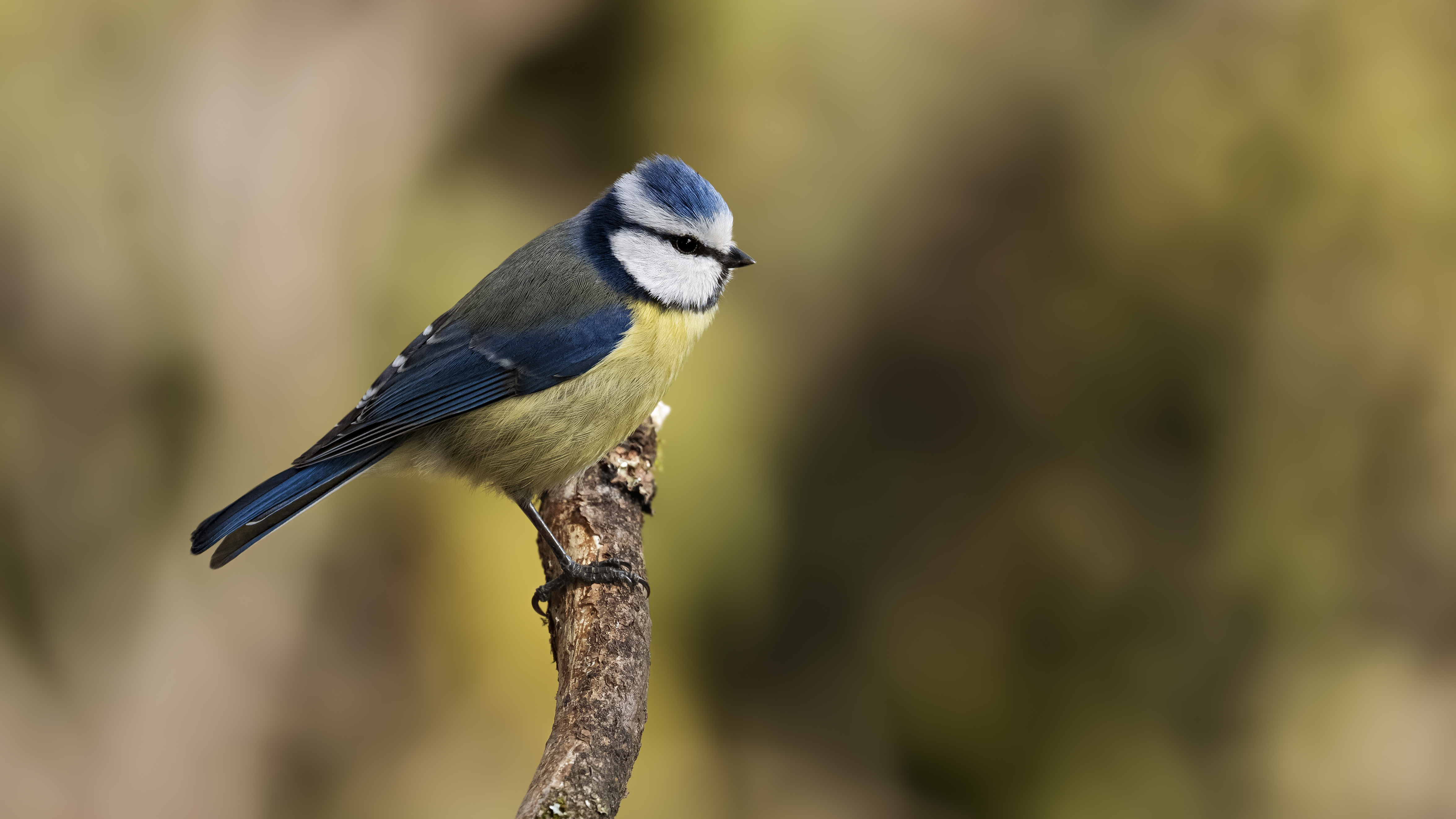 Bluetit40