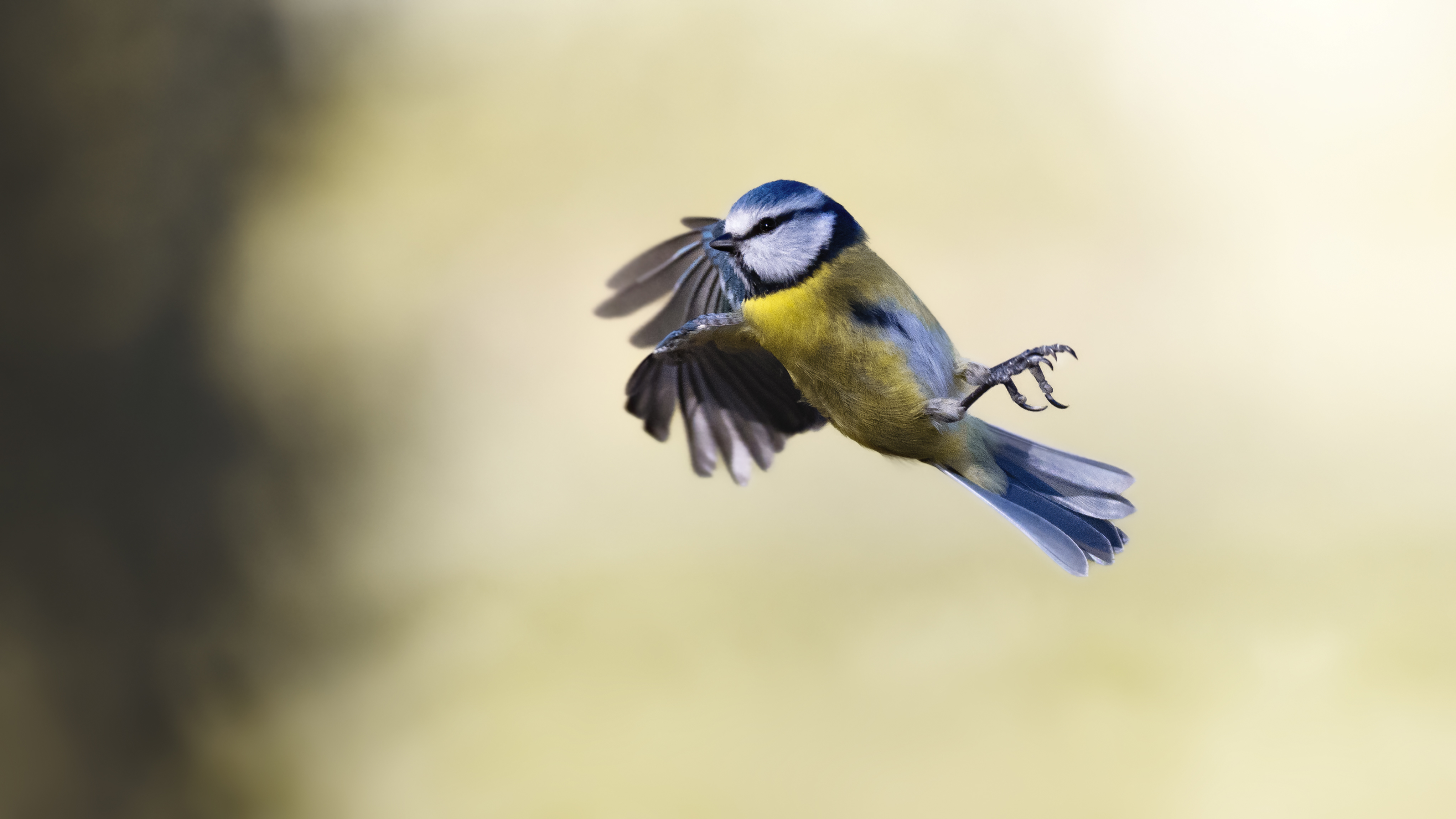 Bluetit54