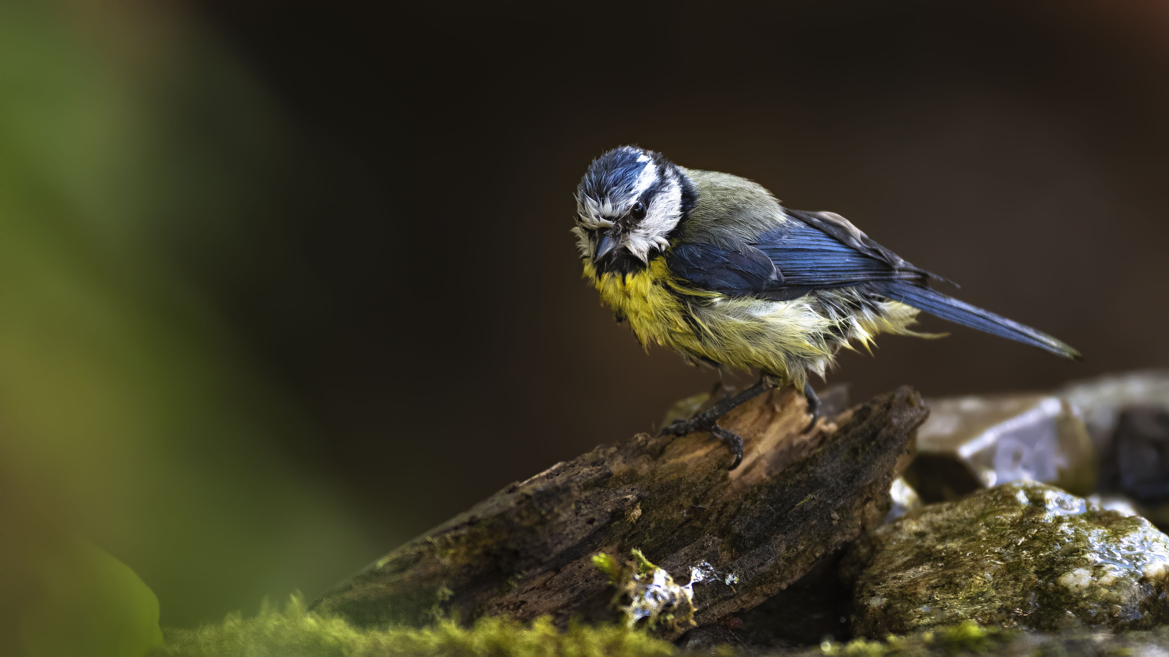 Bluetit57