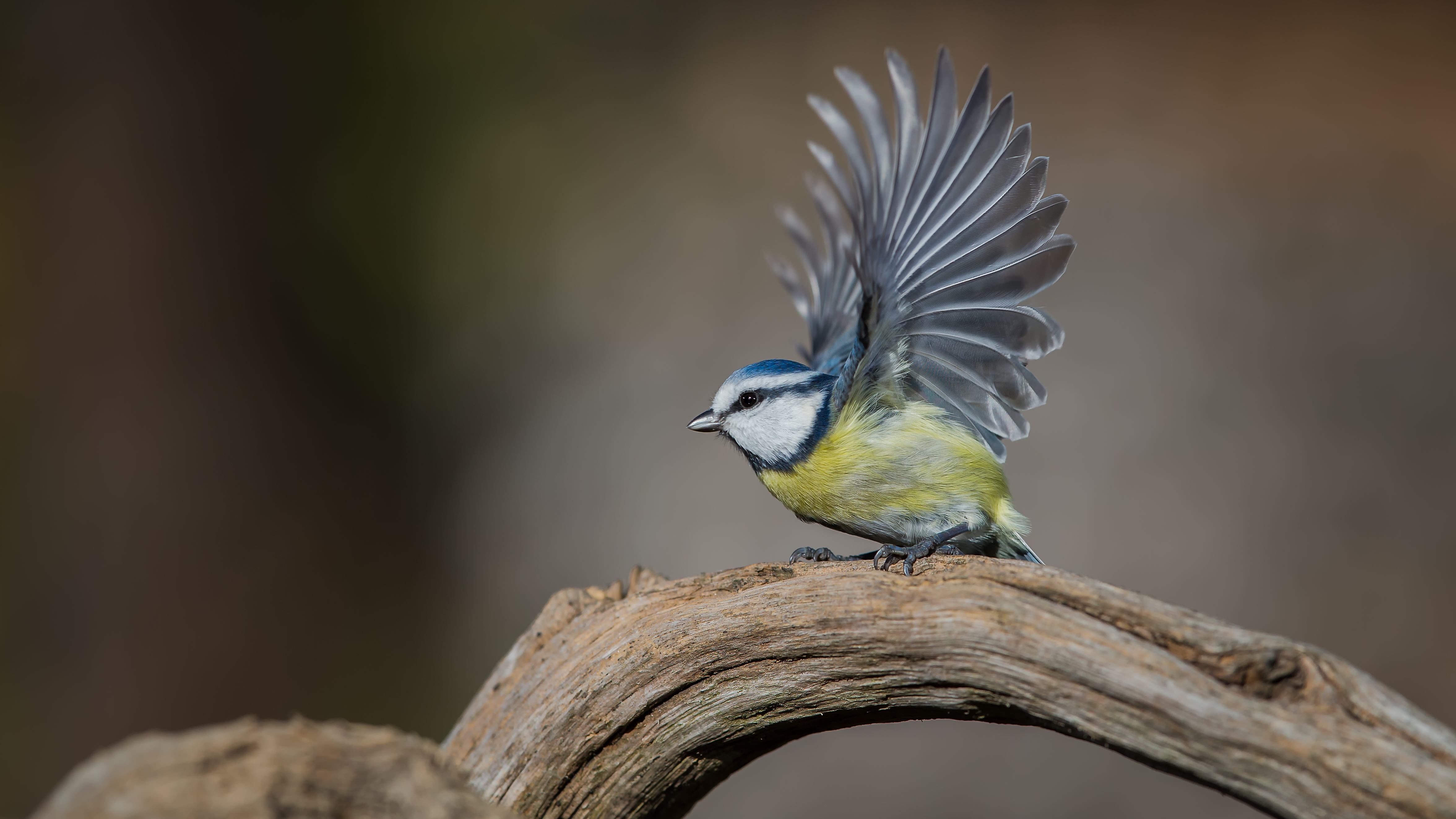 Bluetit6