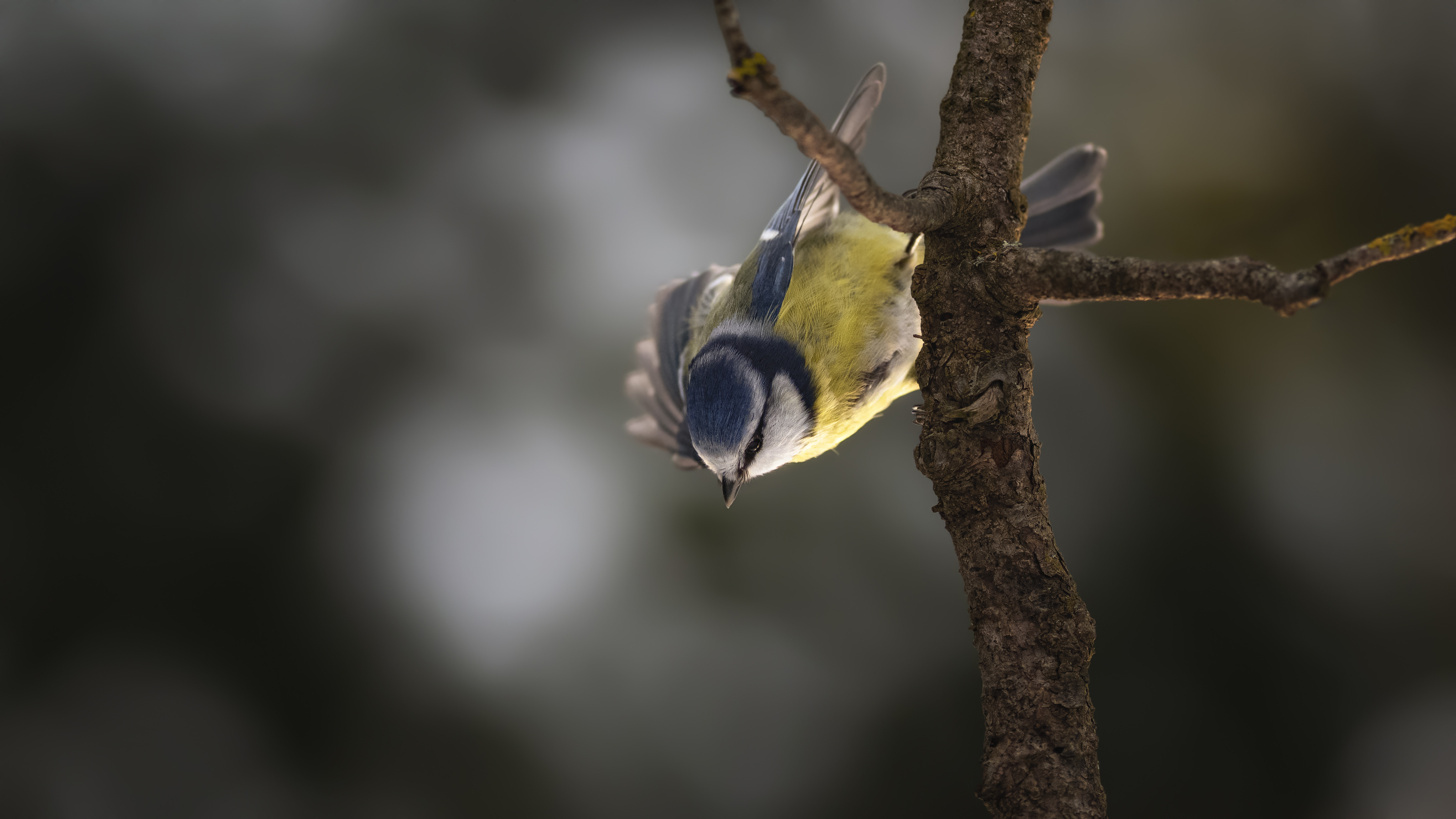 Bluetit63