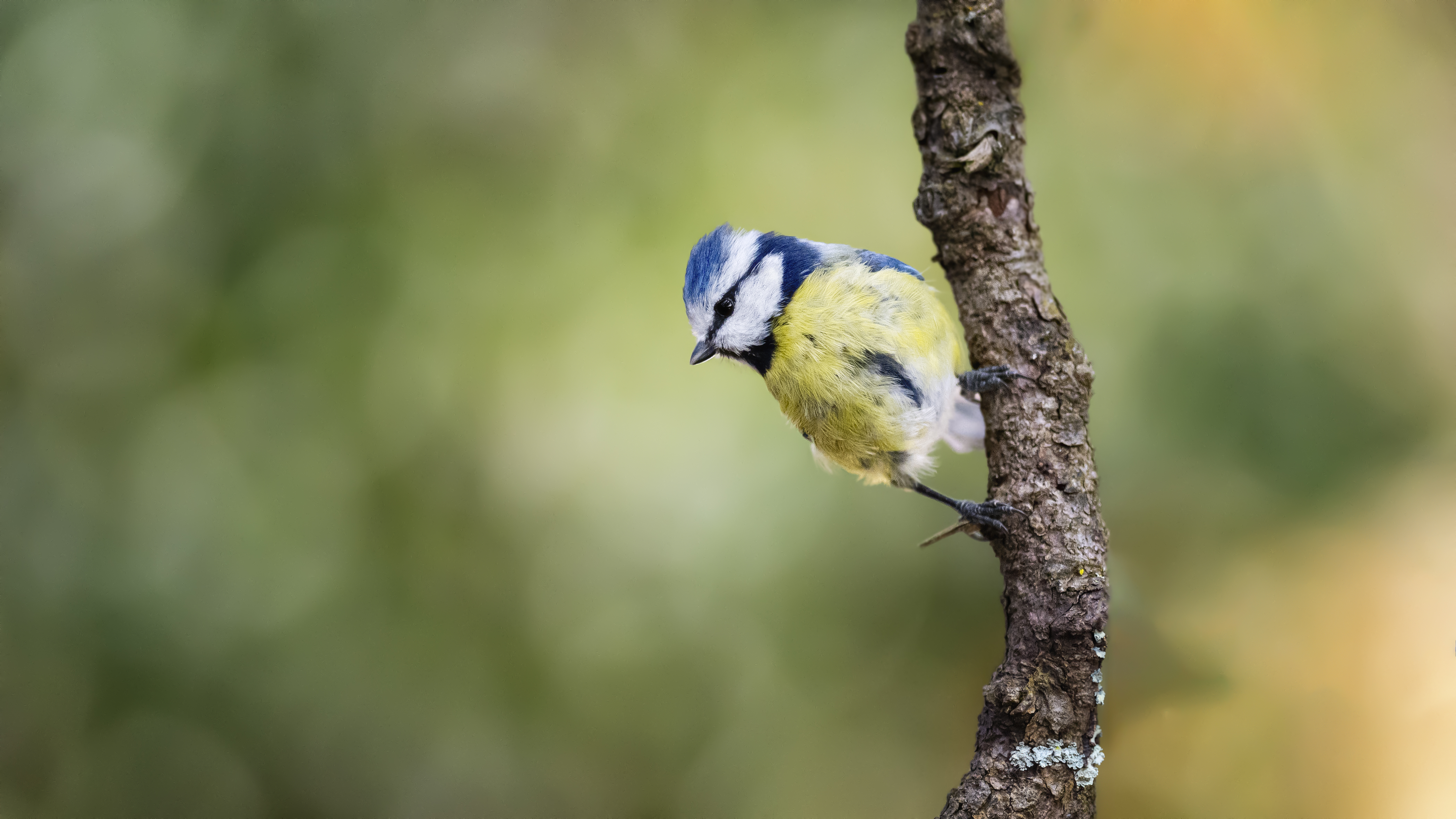 Blue Tit
