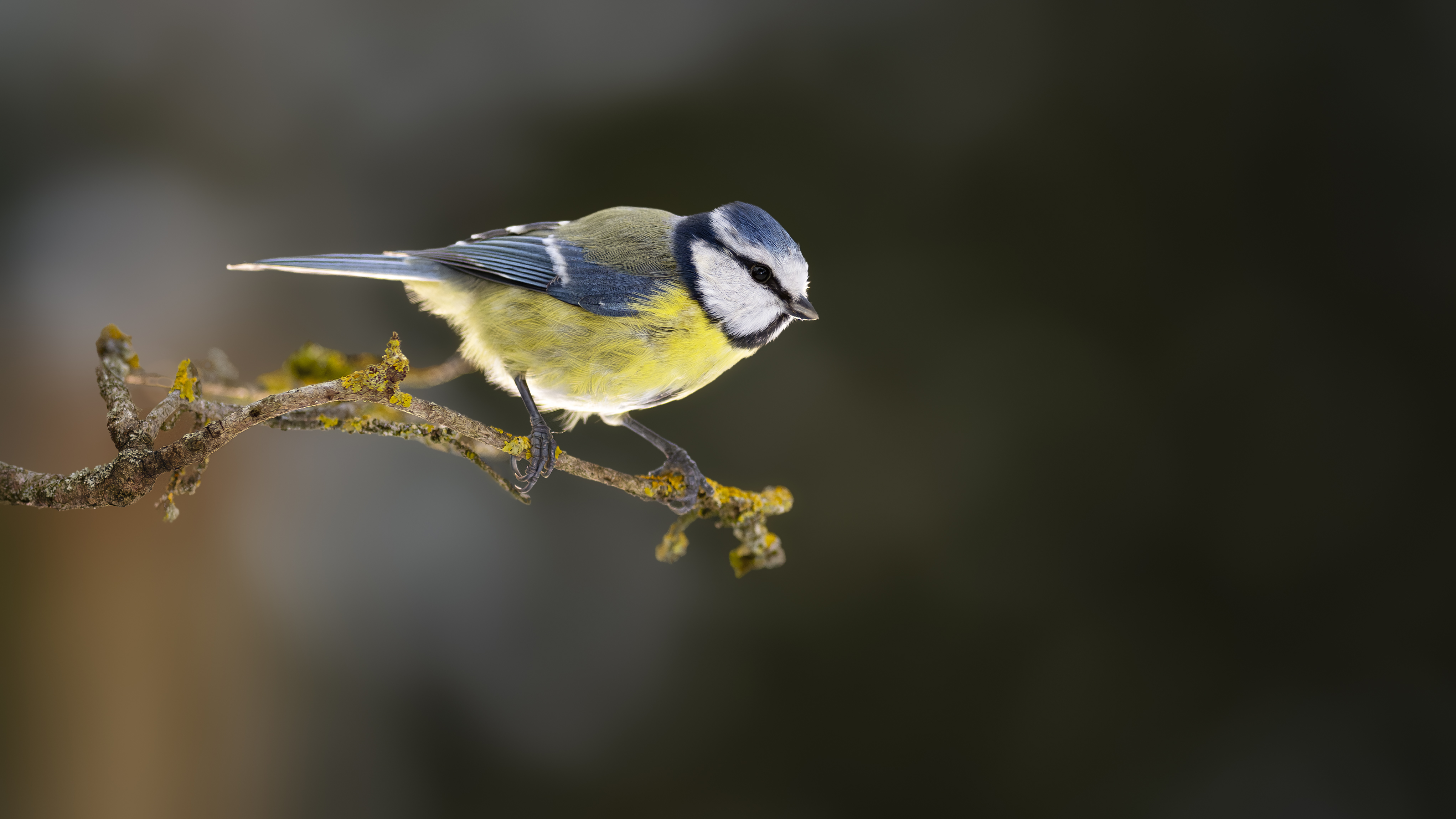Bluetit67
