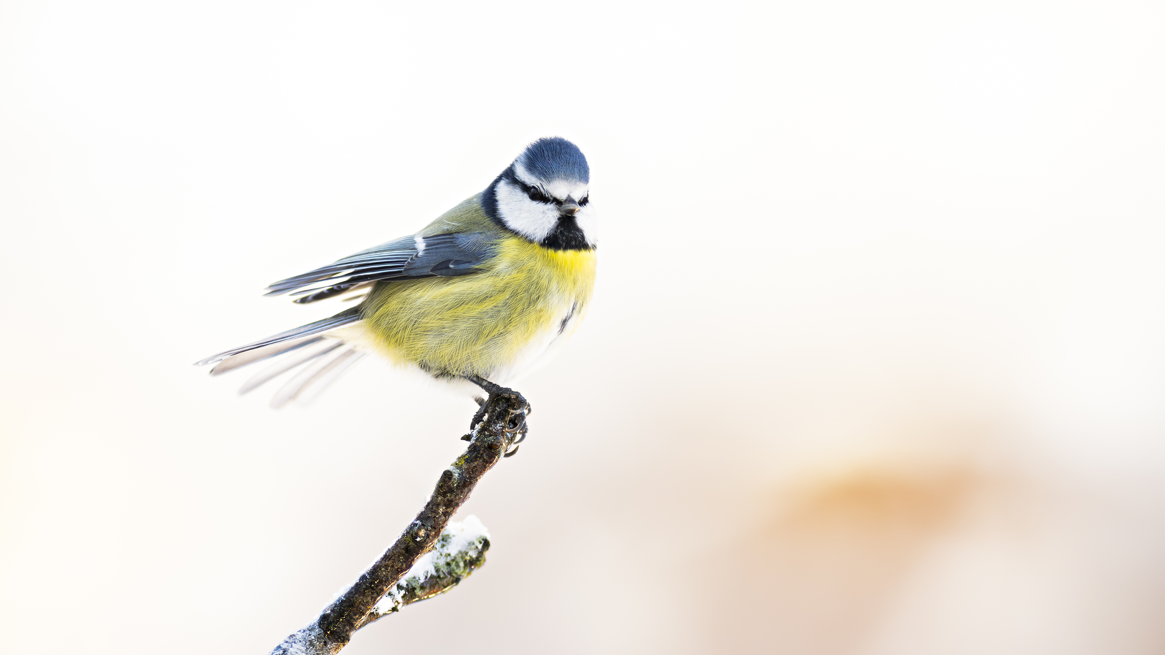 Bluetit69