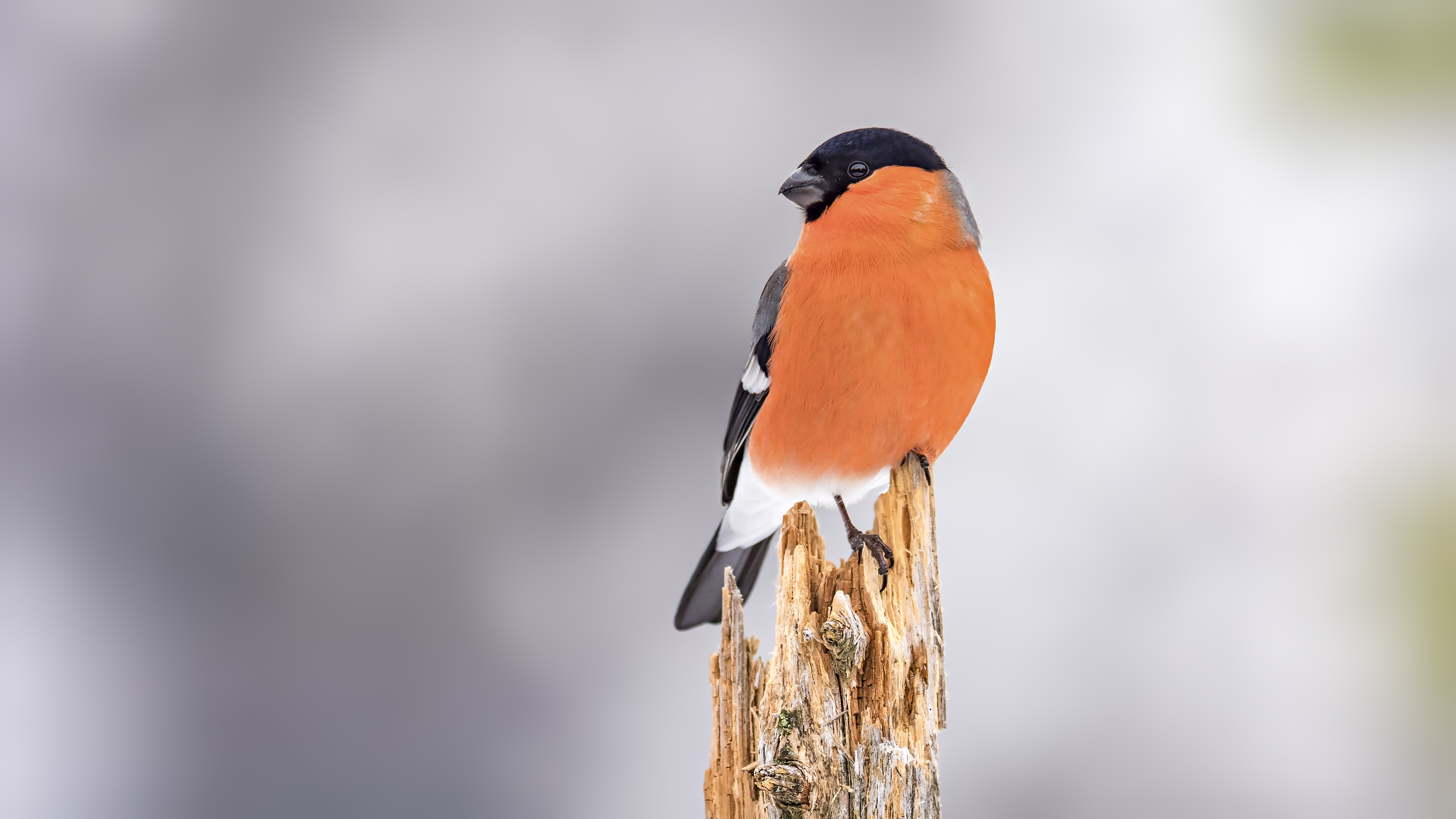 Bullfinch