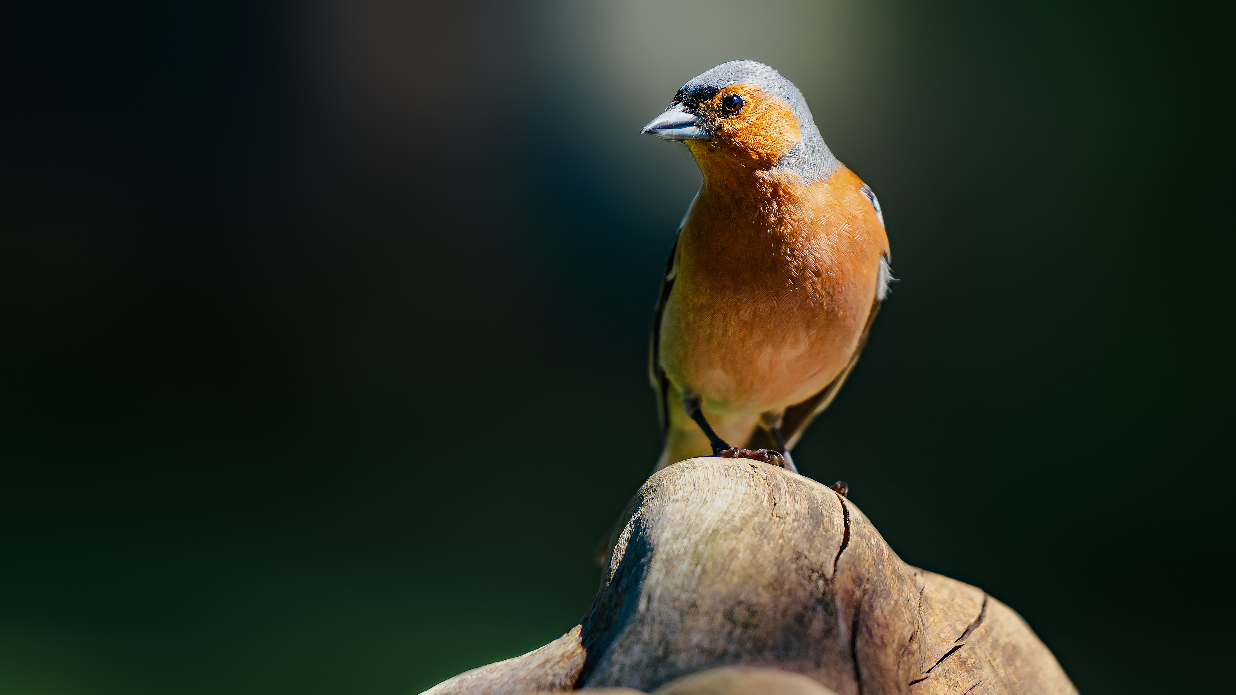 Chaffinch4