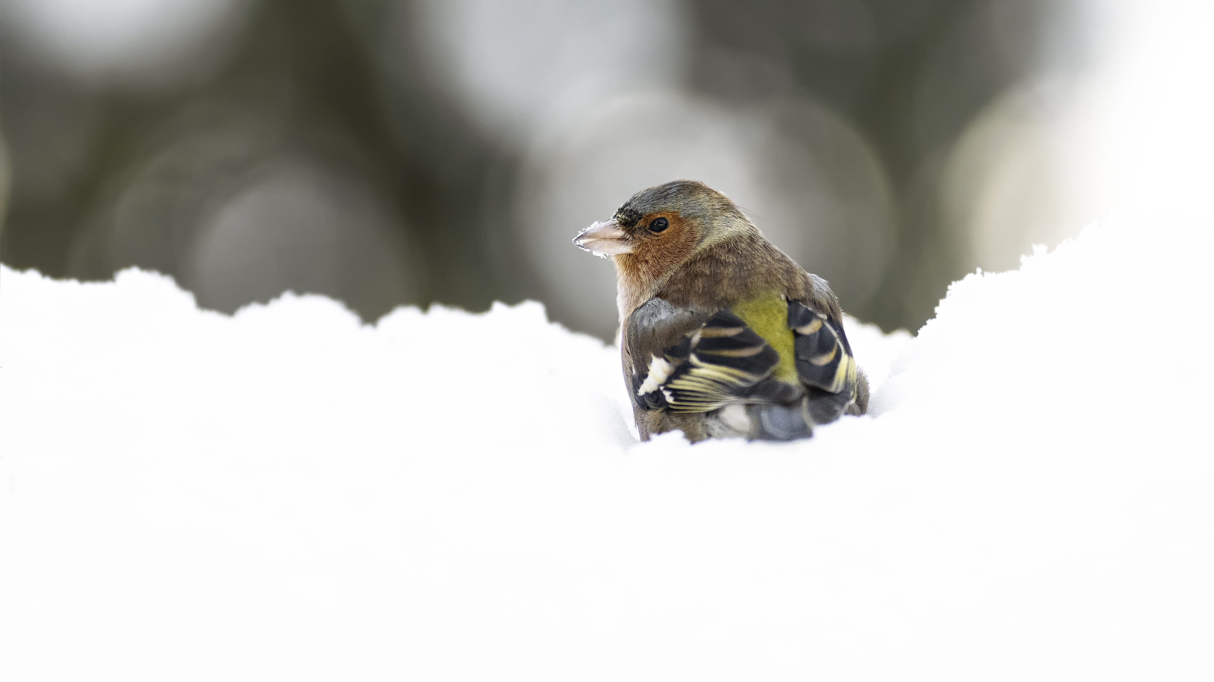 Chafinch21