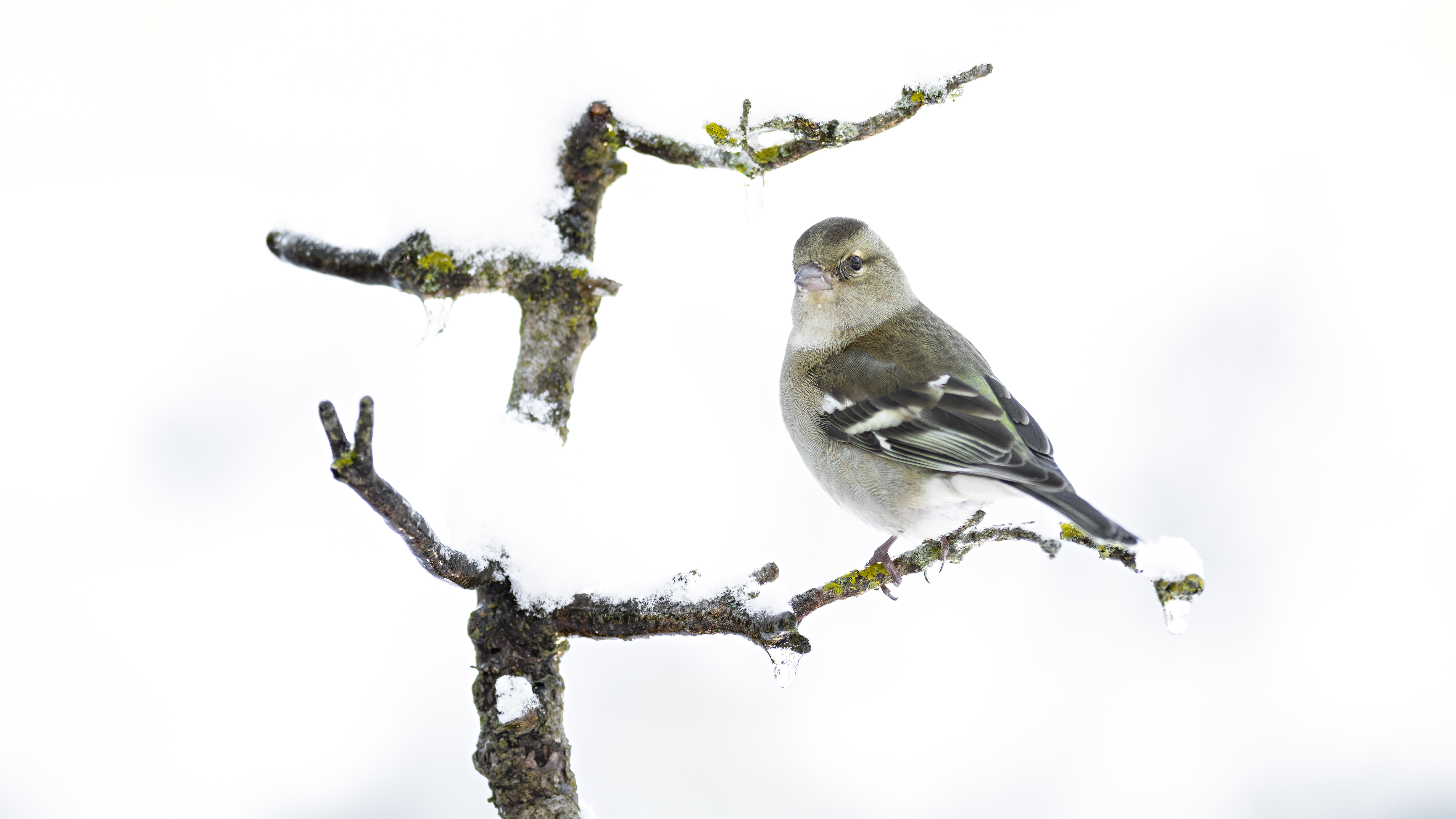 Chaffinch