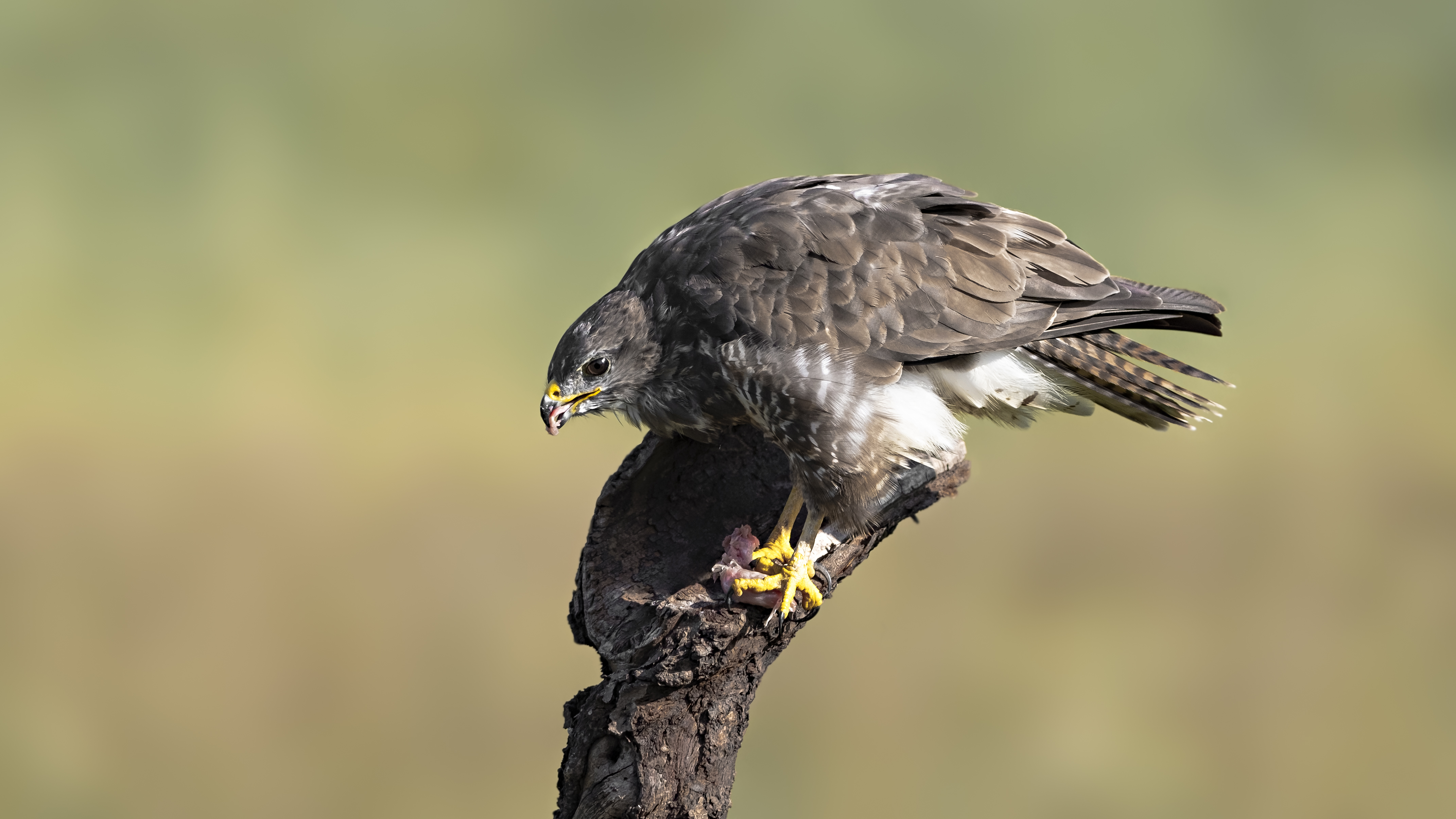 Buzzard138