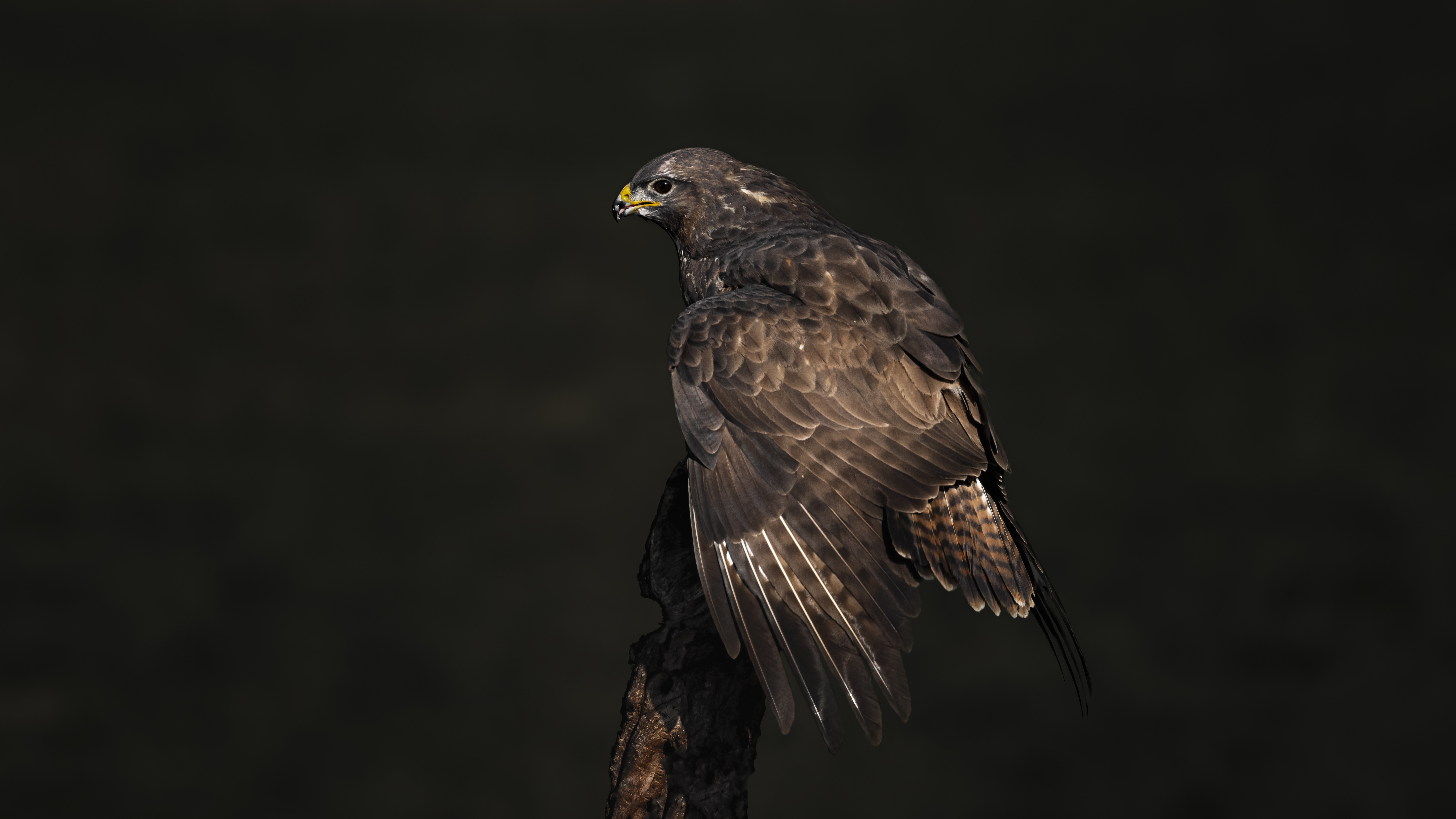 Buzzard157