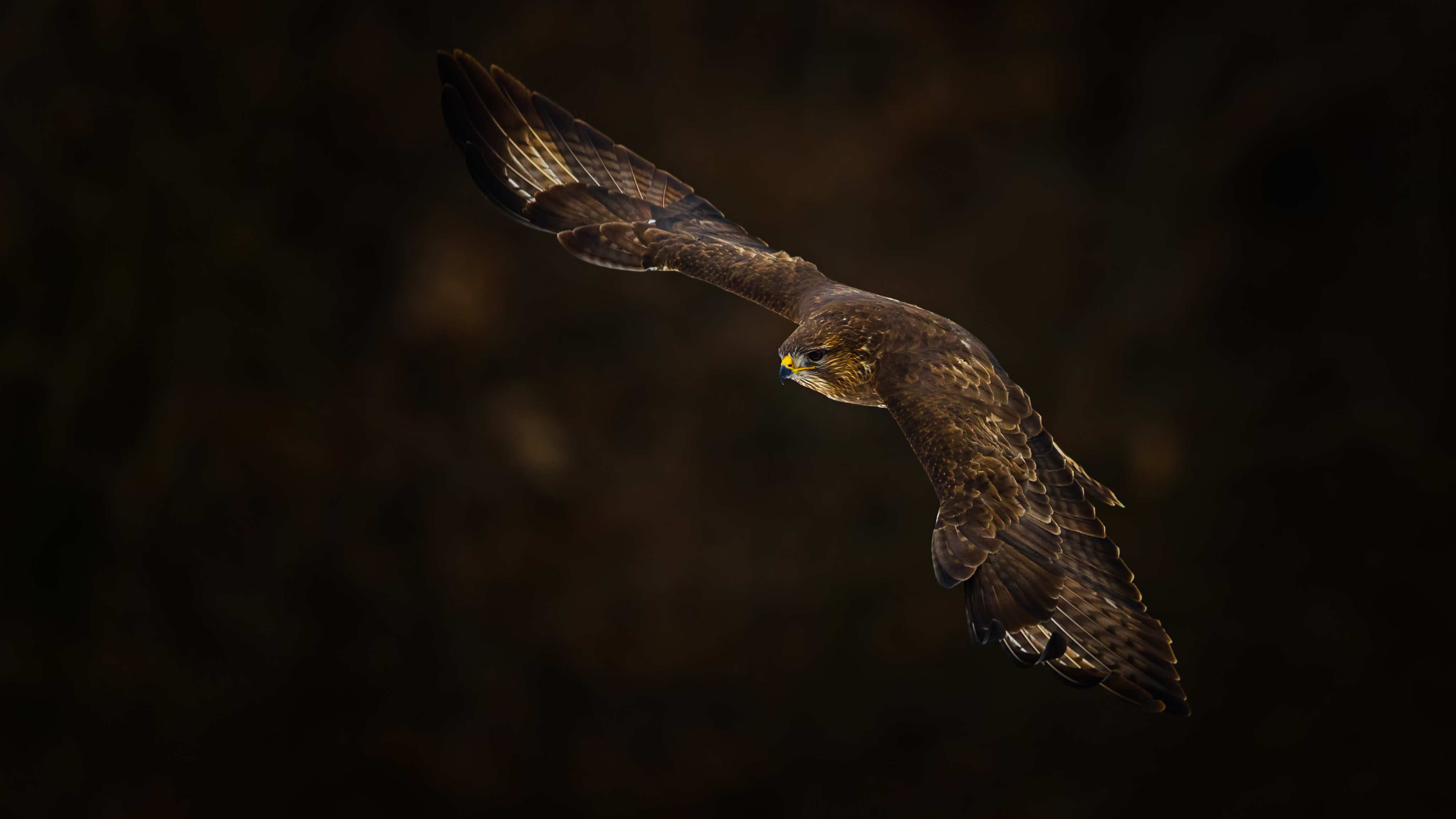 Buzzard36