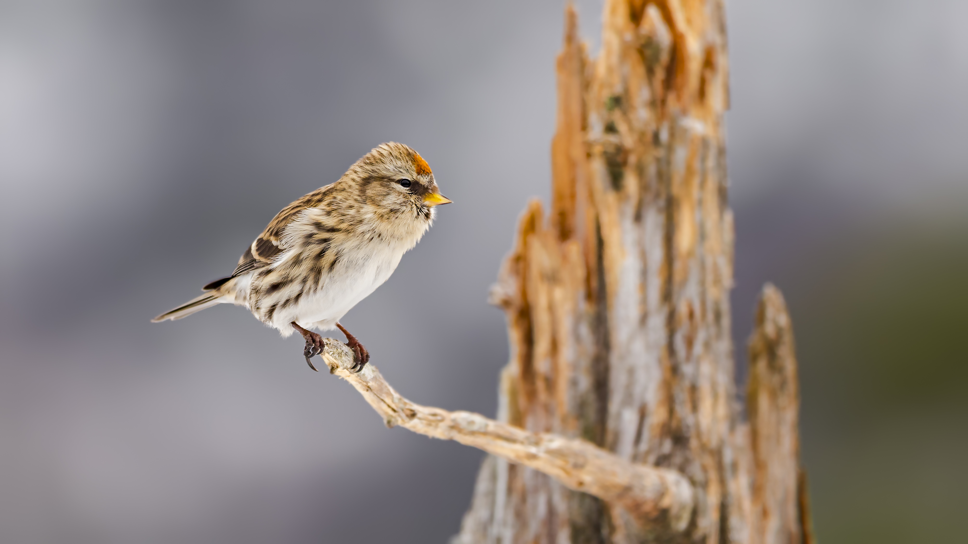 Redpoll2