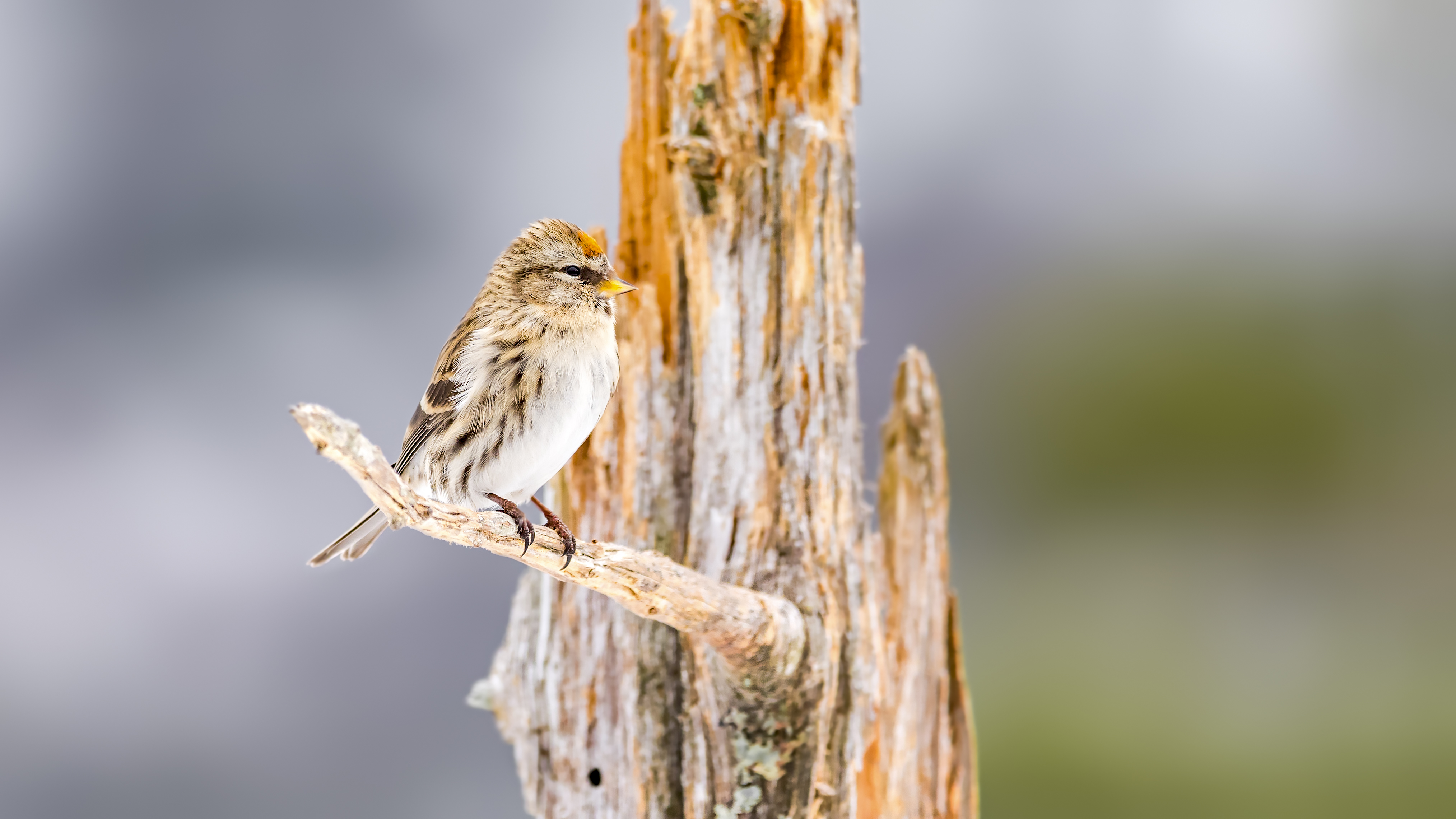 Redpoll4