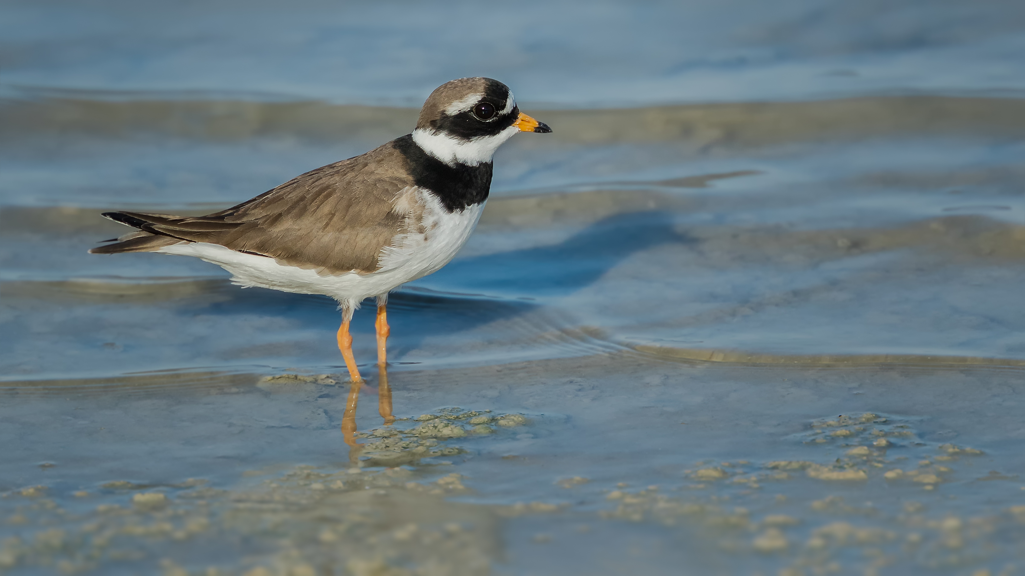 Common Ringed Plover