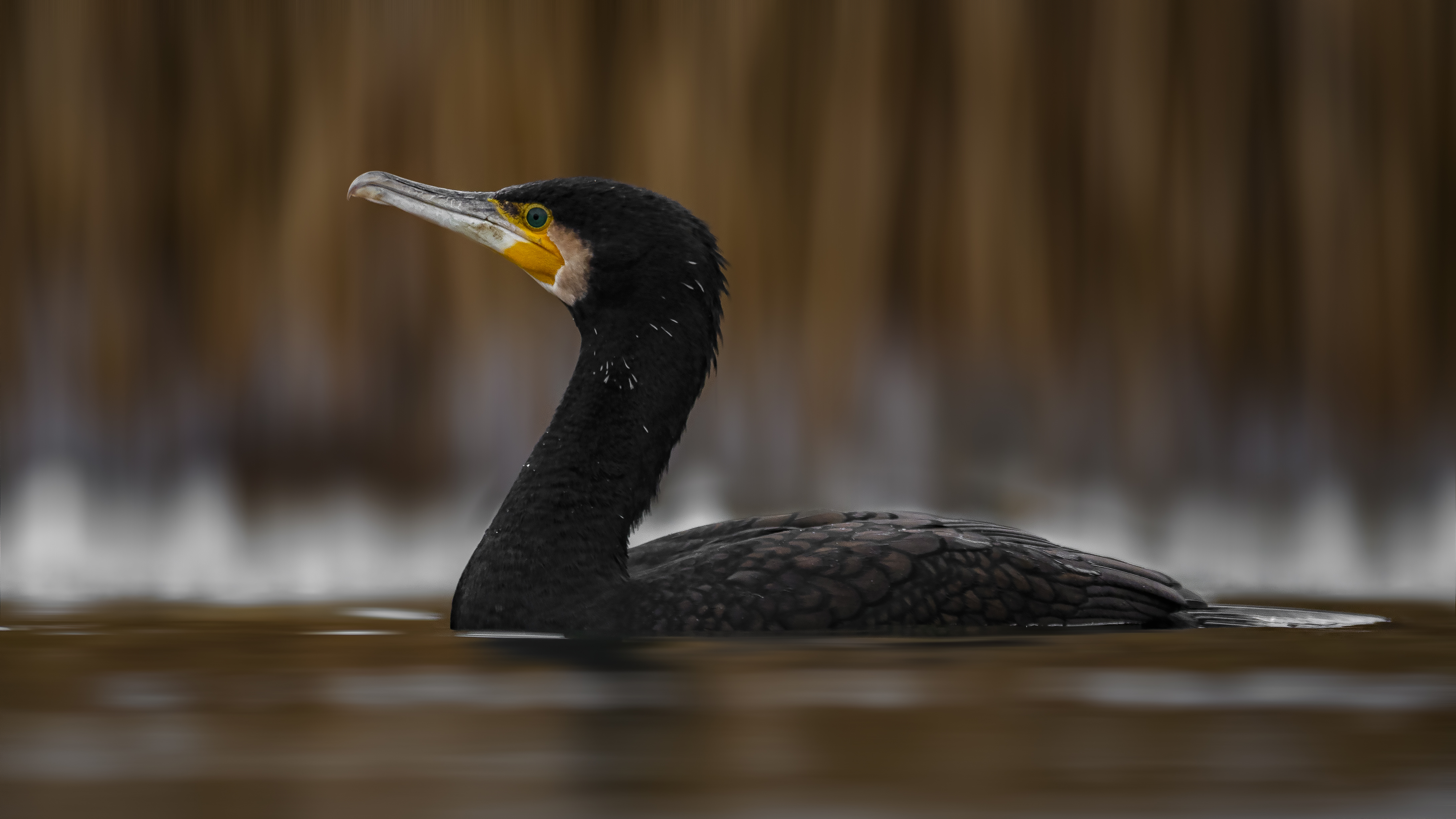 Cormorant15