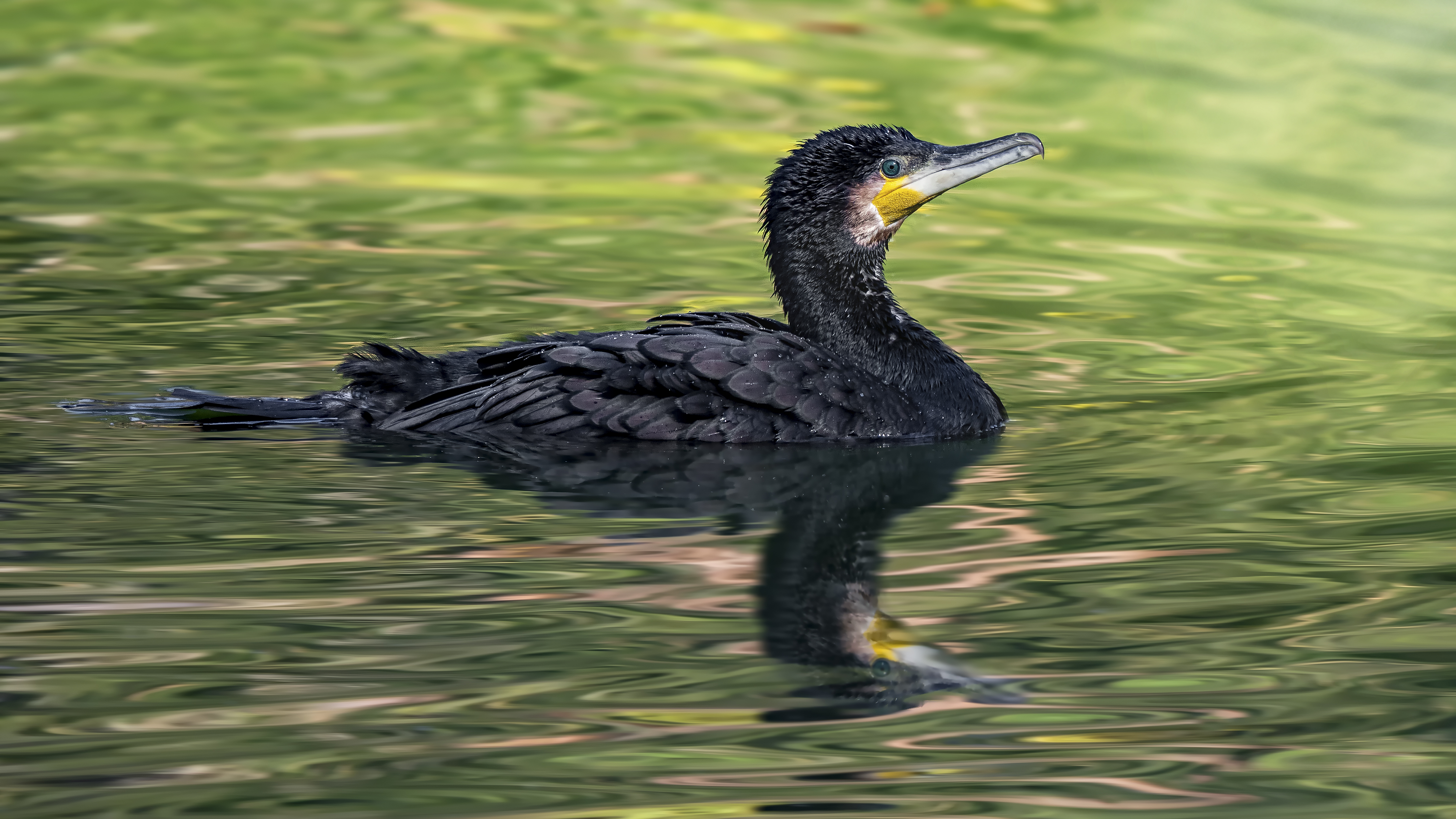 Cormorant6