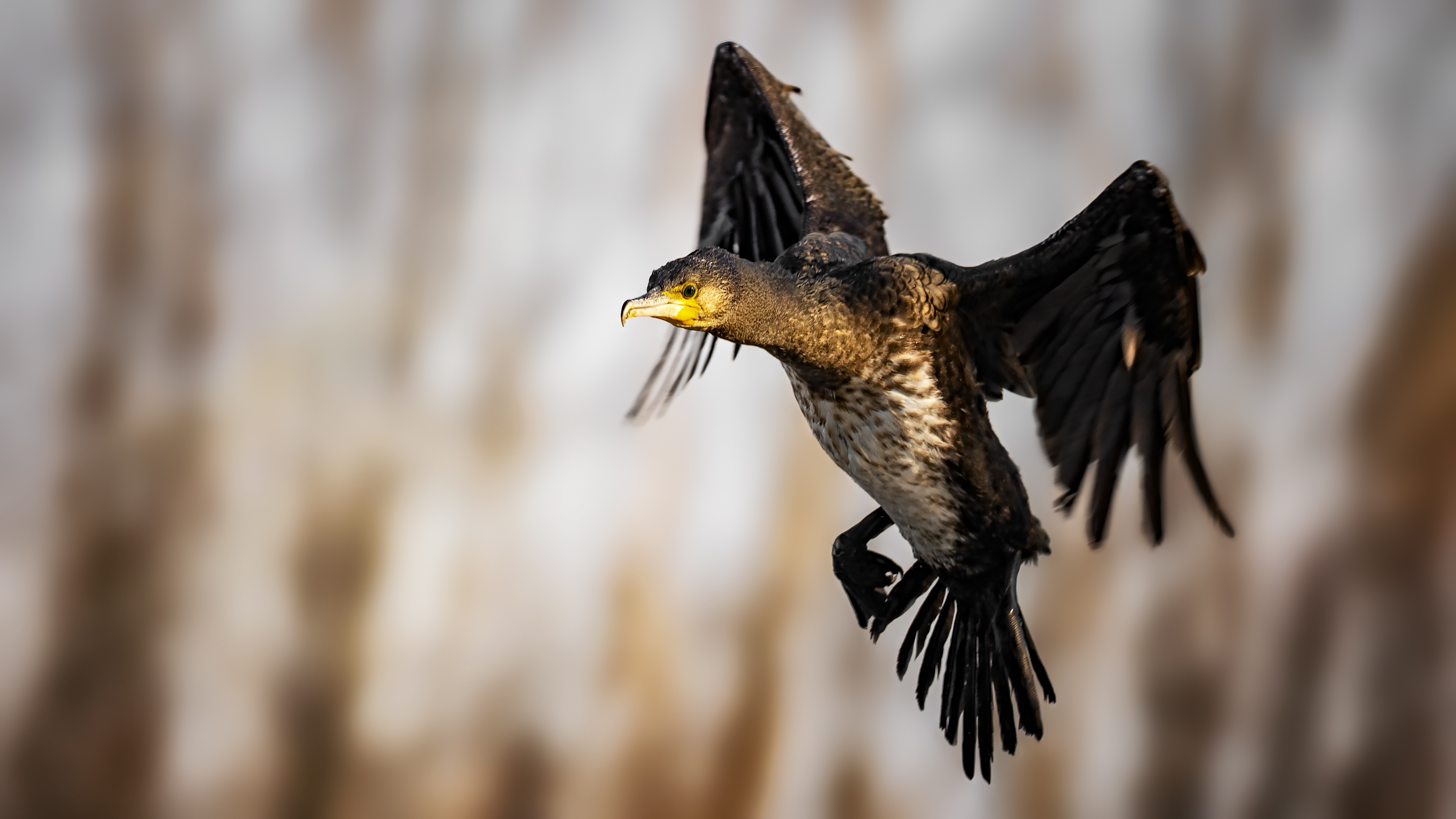 Cormorant