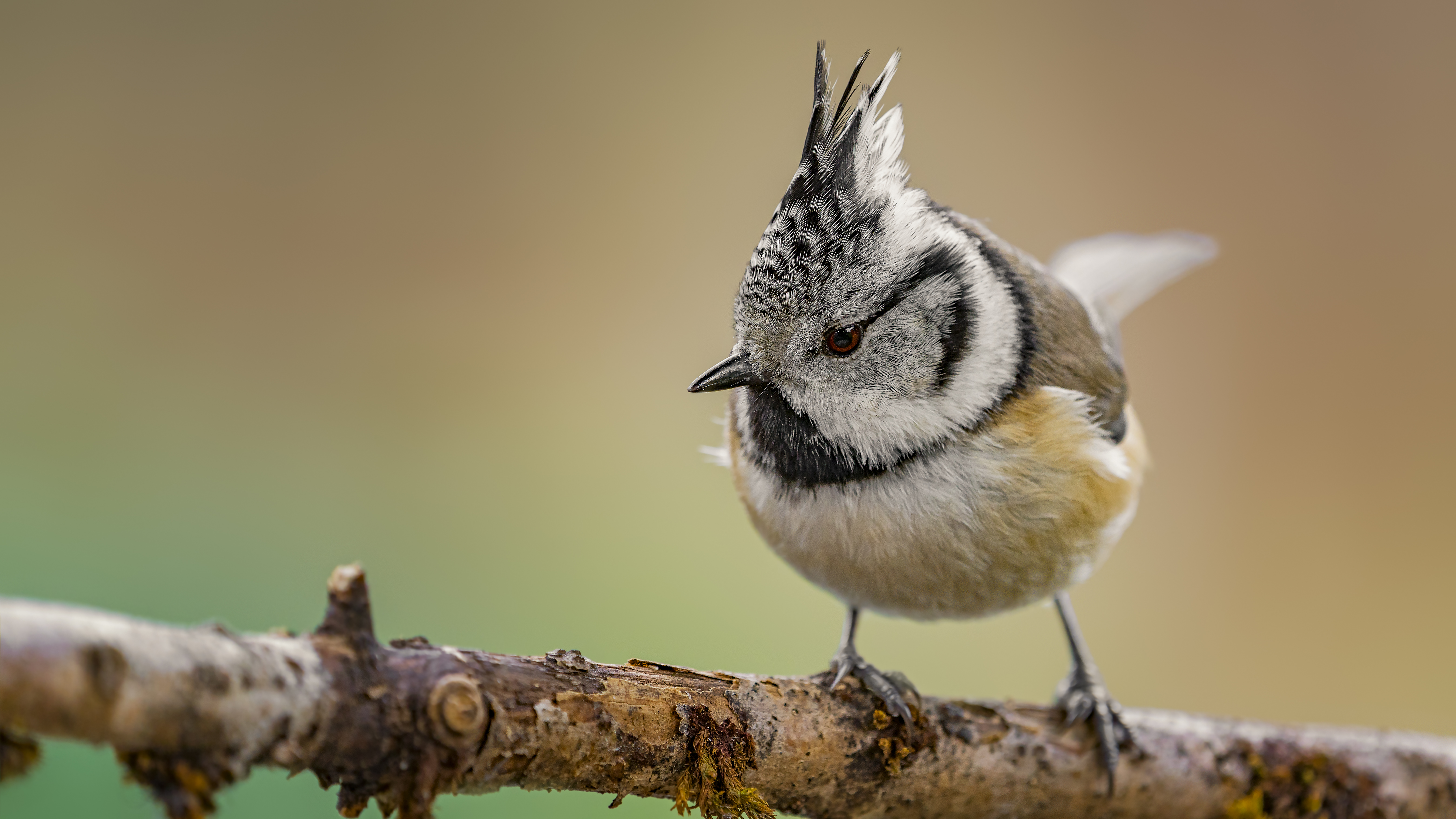 Crested Tit