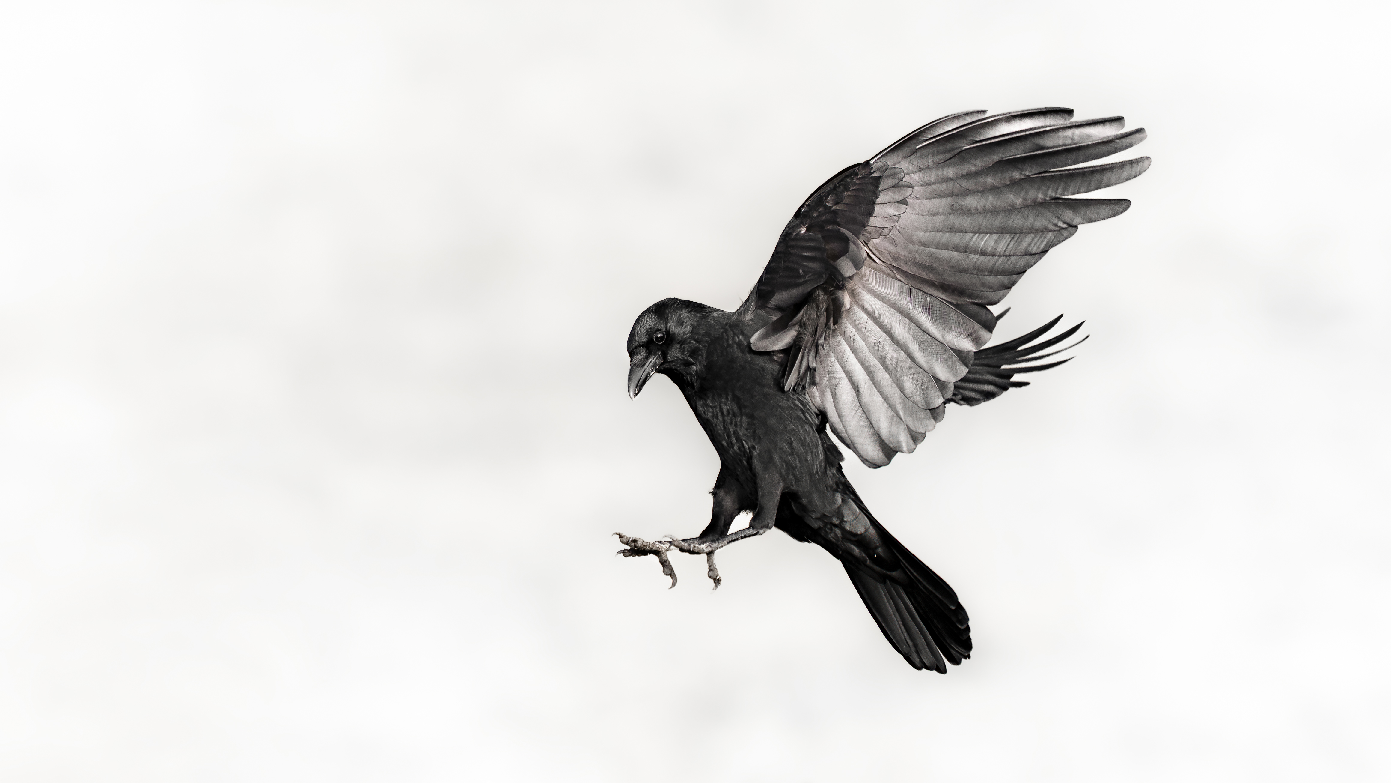 Crow13